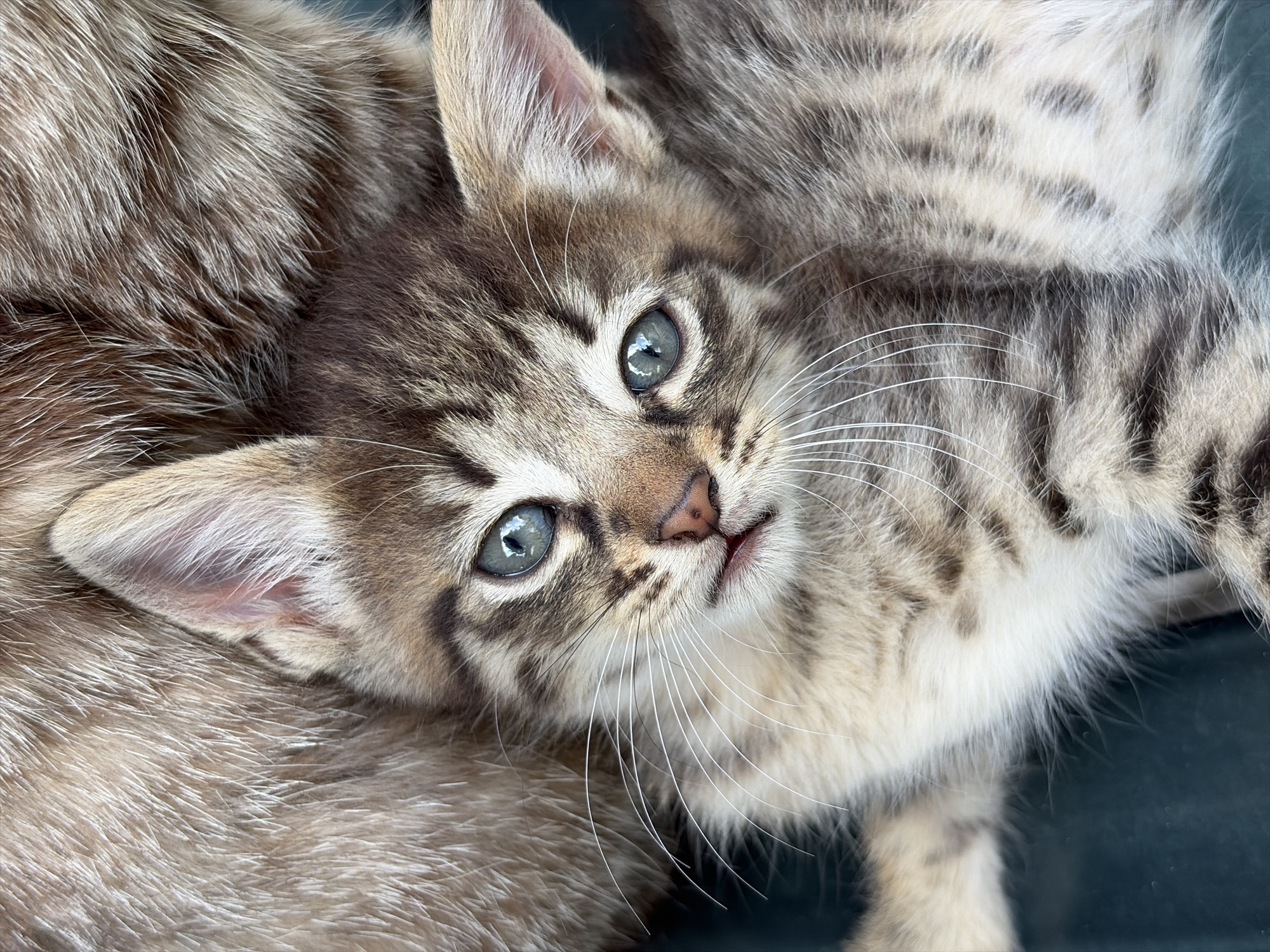 A close-up portrait features a young tabby kitten with striking, wide blue-grey eyes looking directly at the viewer. The kitten has soft, short fur with a mix of light brown, grey, and cream tones, highlighted by darker tabby stripes and spots across its face and body. Its prominent white whiskers fan out from a small, pinkish nose. One ear, pointed and well-furred, is visible on the left side of its head, revealing a delicate pink interior. The kitten appears to be resting or lying down, with its head tilted slightly. To the left and partially surrounding the kitten, there is a large mass of light brown and silver-grey fur, suggesting the presence of another animal or a soft, furry blanket. The background is dark and indistinct, keeping the focus entirely on the kitten. The lighting is soft and even, accentuating the texture of the fur and the kitten's features. There is no visible text in the image.