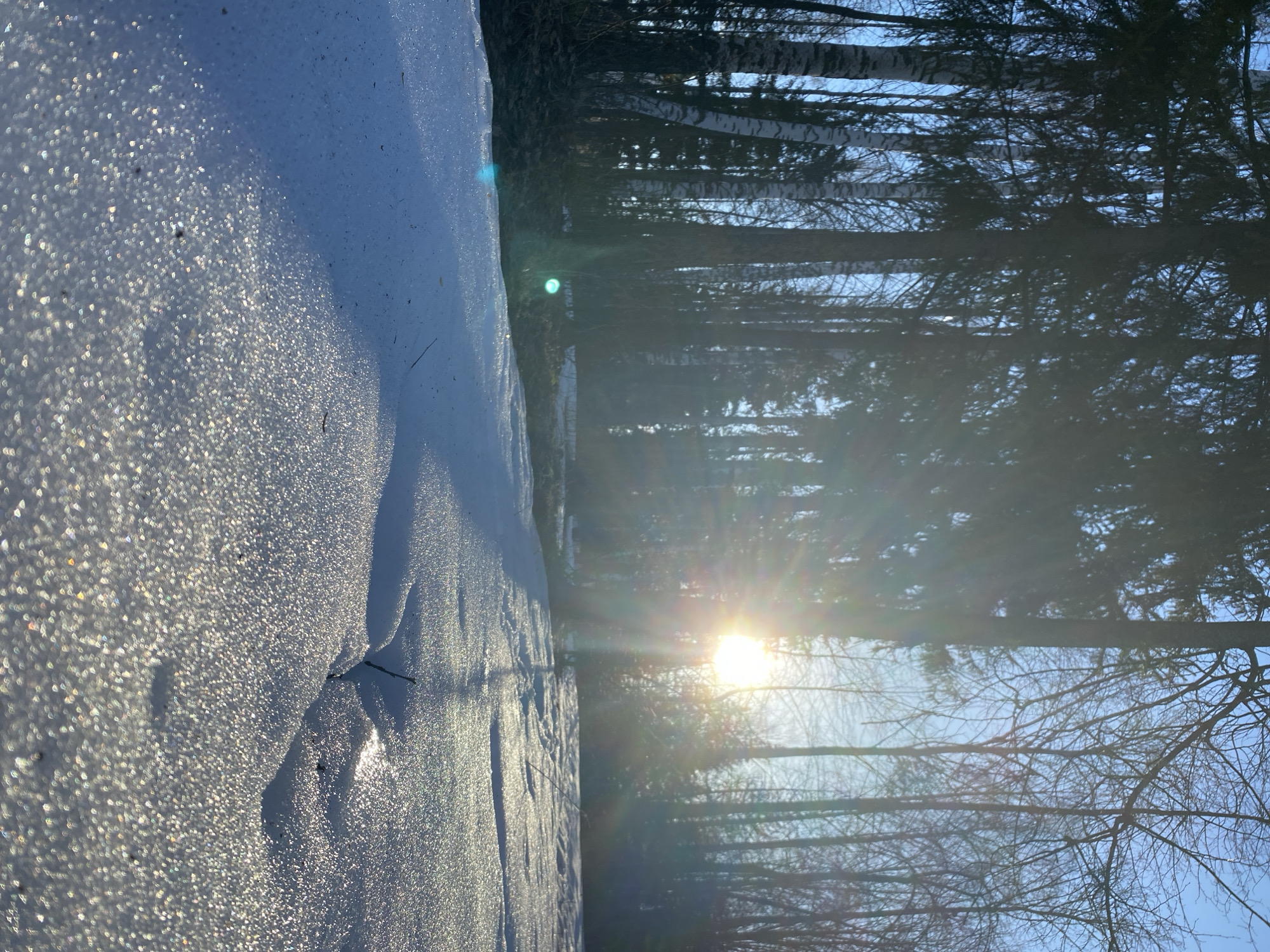 The image shows a winter scene, possibly in a wooded area near Noviy, Russia. The ground is covered in snow, reflecting sunlight. Trees stand tall in the background, their branches bare except for evergreens. The sun is low on the horizon, creating lens flare. No people are visible.