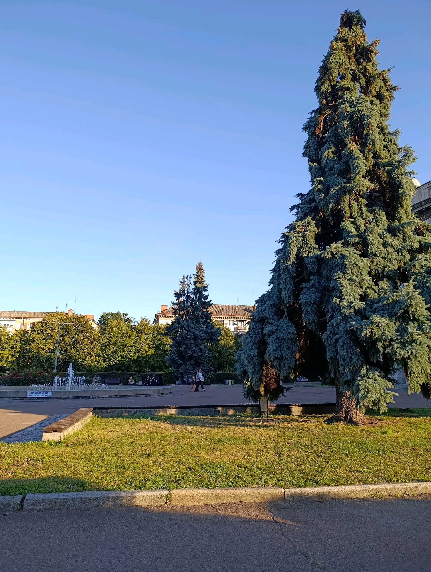The image depicts a wide shot of a park area with a prominent tall fir tree in the foreground. The tree has a blue-green hue and its branches droop downwards. In the background, there are buildings, lush green trees, and a fountain spraying water. Several people are visible in the park, some walking and others seated. The sky is clear and blue, suggesting it is daytime. Based on the architectural style of the buildings and the general ambiance, the location is likely a public space in Cherkasy, Ukraine. The scene is well-lit, indicating it is likely during the warmer months of the year.