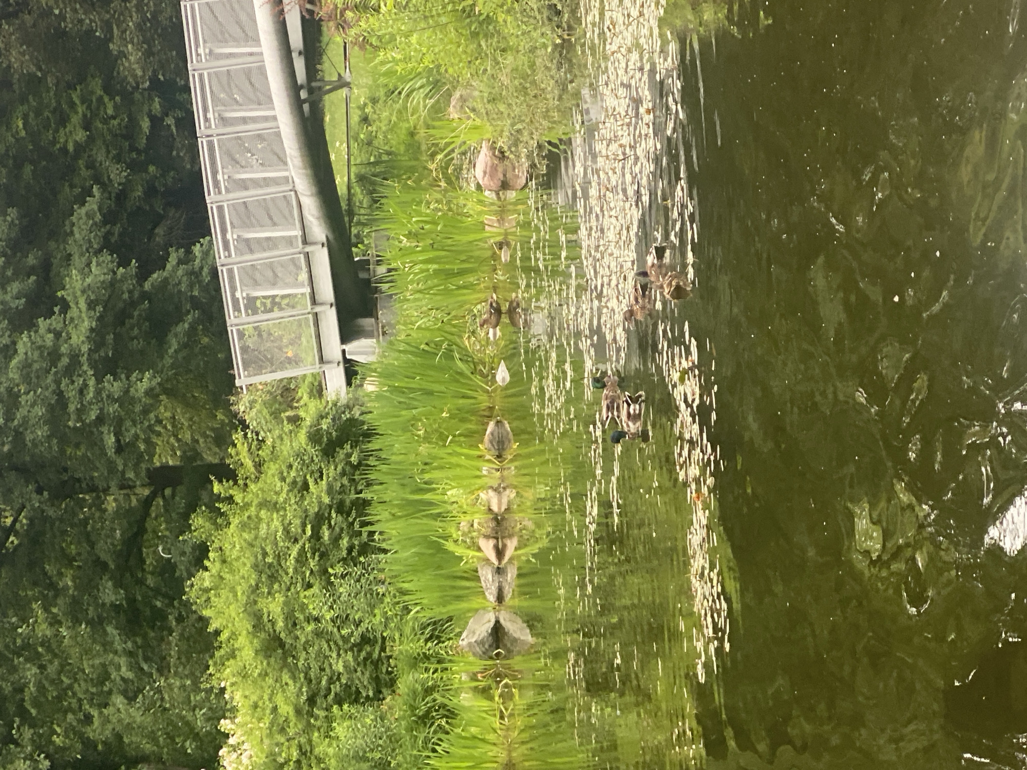 In a pond with scattered lily pads and reflections of trees, a group of ducks swims in the foreground. A modern pedestrian bridge with a metal railing spans the background, connecting two sides of a park. Lush green vegetation lines the pond's edge, with reeds and bushes creating a naturalistic setting. The image appears to depict a tranquil scene within a park or nature reserve, likely in a city with such amenities. While the precise location in Łódź, Poland cannot be definitively determined from the image alone, the presence of a well-maintained park with a pond and bridge suggests a public recreational area. There are no people visible in the image.