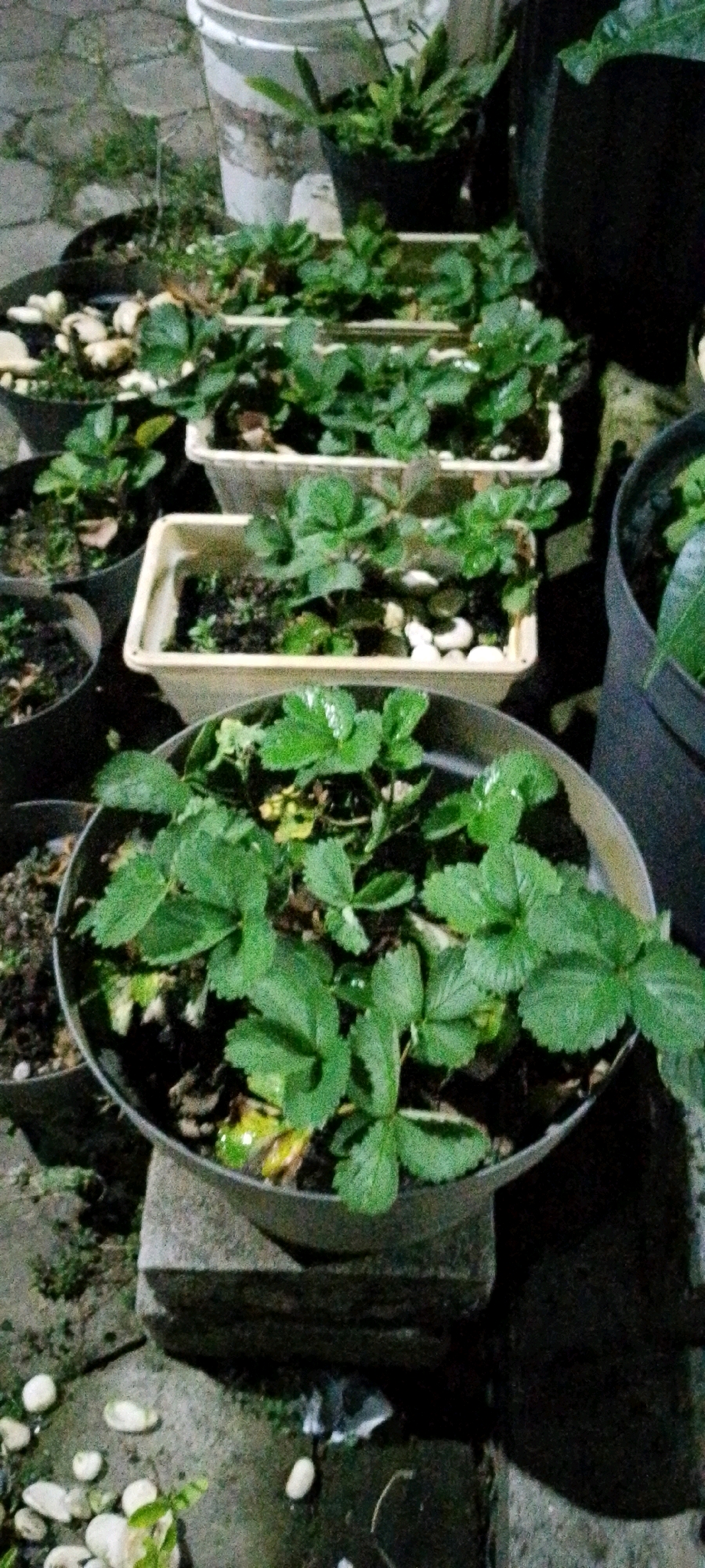 In Sukamukti, Indonesia, a dimly lit outdoor scene showcases several potted strawberry plants. The plants, with their green leaves, are arranged in various containers, including a large gray pot in the foreground that appears to be elevated on concrete blocks. Other pots are visible in the background, some containing fewer plants and different soil compositions, including one with white pebbles. The ground is a rough, concrete surface with scattered small white stones and some areas of dirt and moss. In the far background, a large white cylindrical object, possibly a bucket or bin, is partially visible. The overall lighting suggests it is nighttime or a very shaded area. There are no people or animals present.
