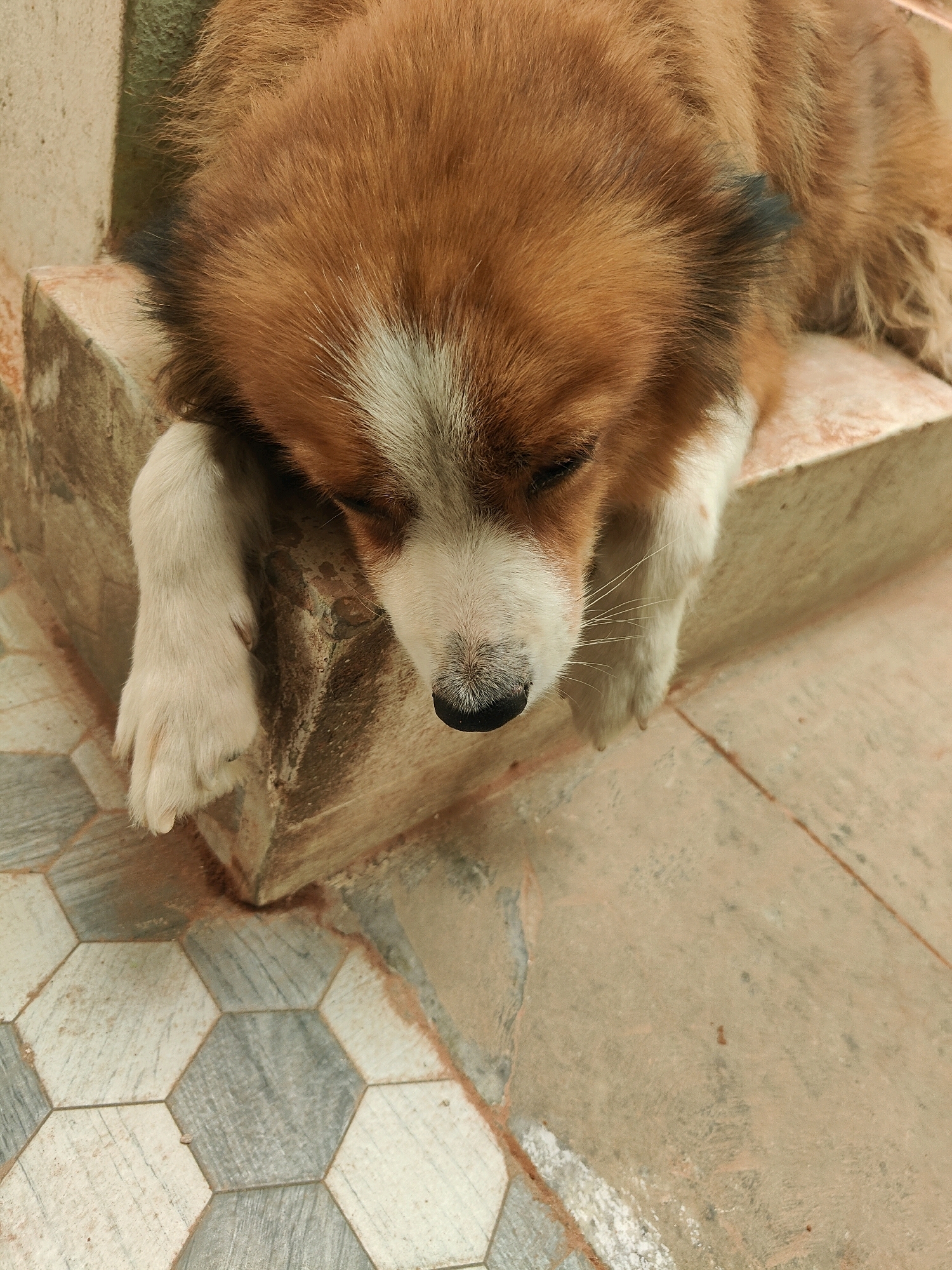 A brown and white dog is lying with its head resting on a stone step. The dog has closed eyes and appears to be sleeping or resting. Its front paws hang over the edge of the step. The step is made of concrete or stone and is weathered. The ground in front of the step is tiled with a hexagonal pattern in shades of gray and white. The background shows a textured green wall. The image is taken from a high-angle perspective, looking down at the dog. The scene appears to be outdoors, possibly on a porch or patio. The location is Karapalli, India.