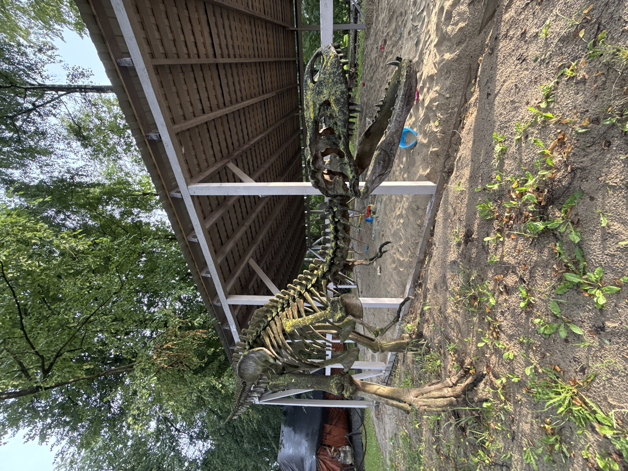 A skeletal dinosaur model is displayed outdoors in a sandy area, likely part of a playground or park. The model is life-sized and appears to be made of weathered materials, with moss or algae growing on some parts, particularly the head and spine. It is positioned in the foreground, with its tail extending towards the left and its head towards the right.
Behind the dinosaur, a wooden structure with a sloped roof provides shade. The roof is constructed of wooden planks. Several white posts support the structure. The ground is covered in sand, and some small green plants are growing in the sand and on the surrounding soil. In the background, there is a white fence and lush green trees, suggesting a natural or semi-natural setting. There are also some children's toys scattered in the sand, including colorful buckets and shovels. To the far left, a dark-colored tent or cover is partially visible.
The image appears to be taken in the city of Rusanovo, Russia, judging by the provided information about its location. The lighting suggests it is daytime, possibly late afternoon, with shadows cast by the dinosaur and the overhead structure. No people are visible in the immediate vicinity of the dinosaur, though the presence of toys implies children may have been present or will be present. The overall scene conveys a sense of an outdoor attraction or educational display.