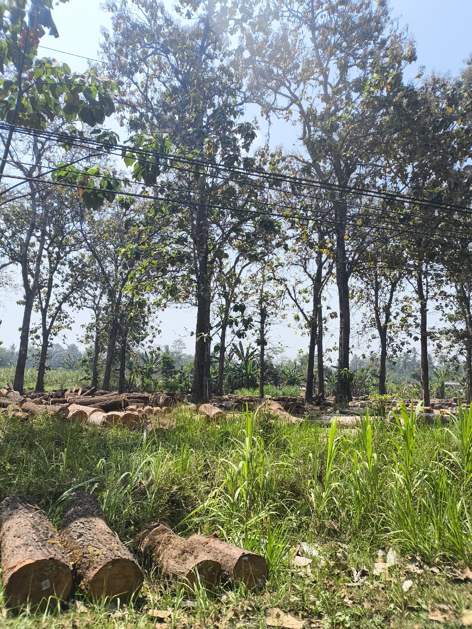 The image depicts a logging site in the city of Senduro, Indonesia, with a clear sky overhead. In the foreground, several freshly cut logs are laid out on the ground, some partially obscured by tall green grass. The logs are of varying sizes and appear to have rough bark. Behind the logs, a row of tall trees stands, their branches reaching towards the sky, some with visible leaves and others appearing bare. Power lines are strung between some of the trees, adding a man-made element to the natural landscape. In the background, more trees and vegetation are visible, suggesting a forested area. The overall scene conveys a sense of a working lumber yard or a recently harvested section of a forest.