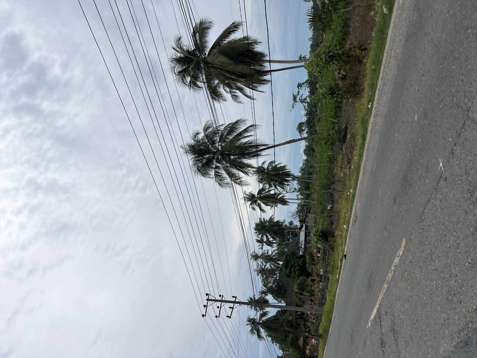 The image depicts a roadside scene in Simpangempat, Indonesia, under an overcast sky. A paved road with a broken yellow line runs diagonally from the bottom left to the upper right of the frame. On the left side of the road, a utility pole with multiple insulators and wires stands prominently. Beyond the pole, a cluster of palm trees and lush green foliage are visible, with a building partially obscured by vegetation. Further back, more palm trees and dense greenery extend towards the horizon. A low fence runs along the edge of the property bordering the road. Several white birds are scattered on the grassy shoulder of the road, and a dark object, possibly a shoe, lies on the pavement. The overall atmosphere is rural and slightly humid, characteristic of tropical environments.