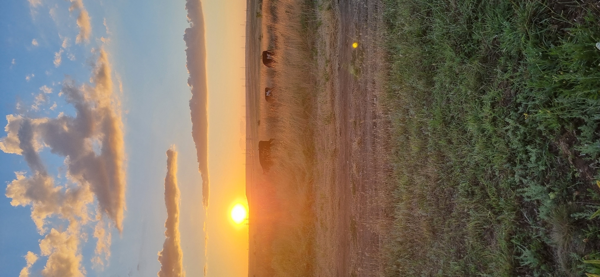 A rural sunset scene in Blizhnee, Ukraine, shows the sun low on the horizon, casting a warm, golden glow over a grassy field. The sky is a gradient of blue, transitioning to orange and yellow near the sun, with scattered clouds tinged by the sunset. In the middle ground, several cows are visible grazing in the tall, dry grass. A dirt path runs through the field. The foreground consists of more green grass and some low-lying plants. The environment appears open and agricultural, typical of a rural Ukrainian landscape.