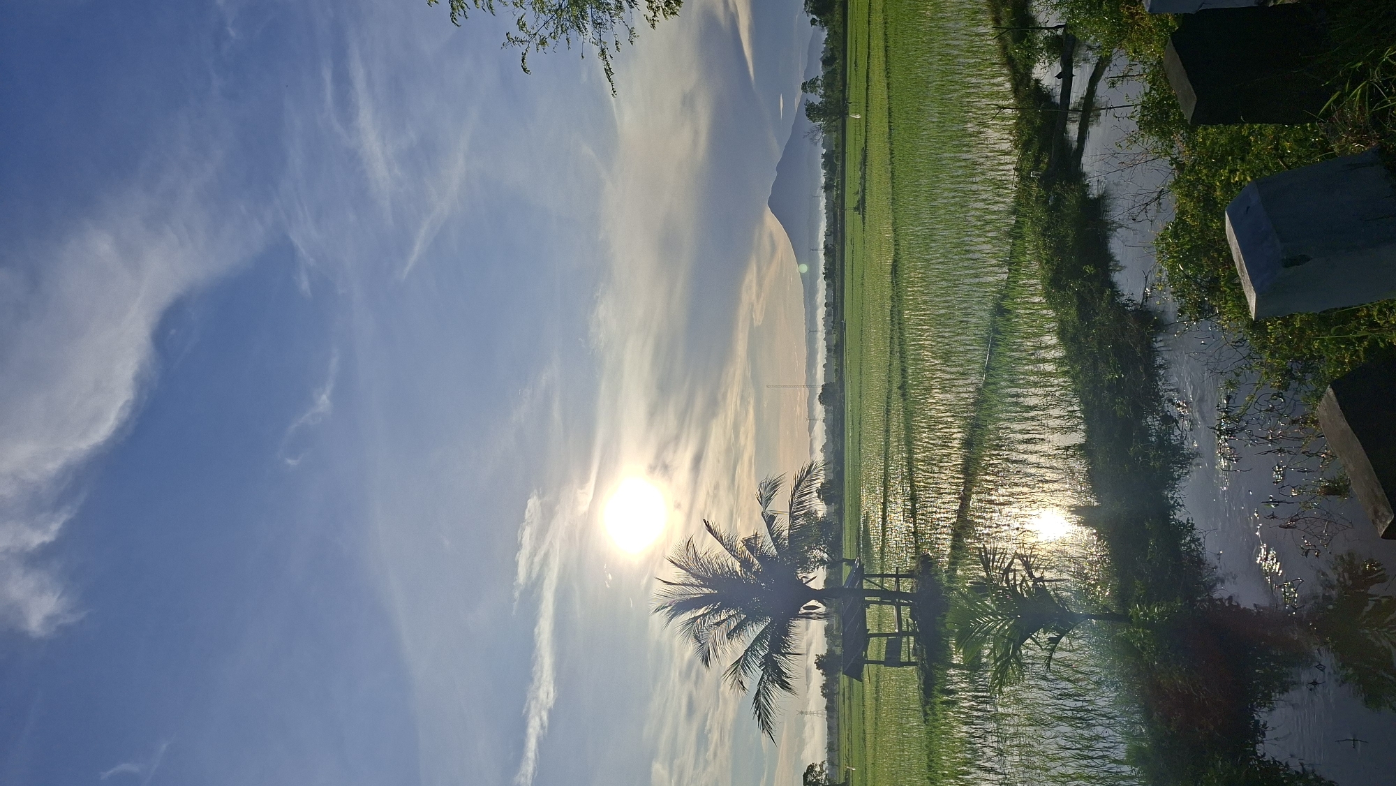 In Sinyeu, Indonesia, a serene landscape unfolds during a golden hour sunrise over a vast rice paddy field. The sun, a brilliant orb, casts a warm glow across the sky, tinged with wispy clouds that stretch towards a distant, hazy mountain range. The rice fields, a vibrant green, are partially submerged in water, reflecting the sky and the sun's radiant light, creating a shimmering effect. In the middle ground, a solitary coconut palm tree stands tall, its fronds fanning out against the sky. Beneath it, a simple, rustic shelter with a thatched roof offers a touch of human presence. The foreground features a narrow path or embankment lined with lush green vegetation and a small body of water, its surface disturbed by ripples that catch the sunlight. Concrete markers or barriers are partially visible at the bottom right, suggesting a roadside or boundary. The overall scene is one of tranquility and natural beauty, characteristic of rural Indonesian landscapes.