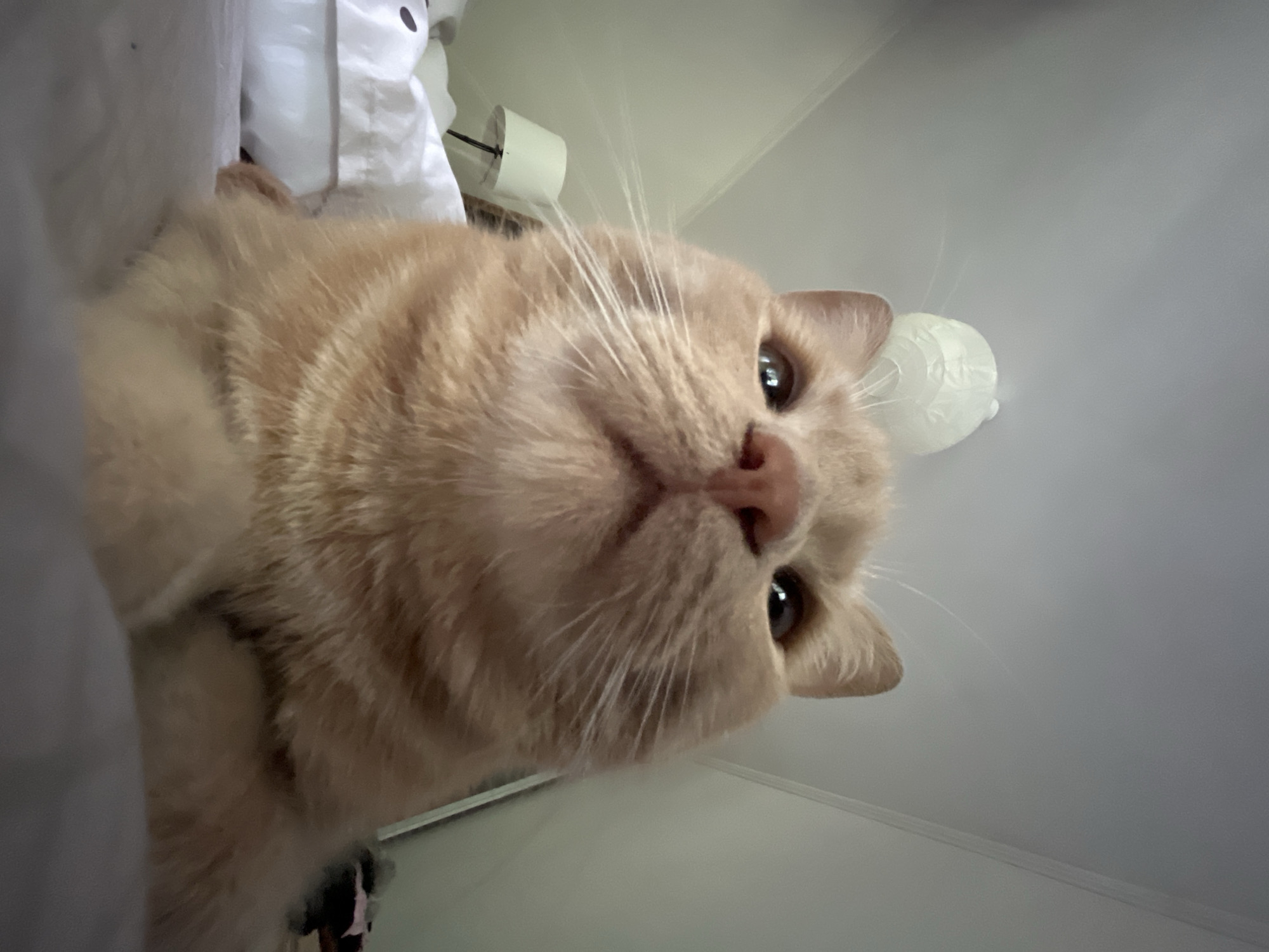 An extreme low-angle, close-up shot captures the face of a light orange tabby cat indoors, resting on what appears to be a bed. The cat is positioned centrally, with its head angled slightly upwards and to the left. Its eyes are open and dark, and its pink nose is prominent. The cat's white whiskers are fanned out on either side of its muzzle. Above the cat's head, a white spherical light fixture is visible, hanging from the ceiling. To the left of the cat, a portion of a white lampshade is visible, attached to a lamp with a black base. In the background, white bedding with a subtle pattern is visible. The overall environment suggests a domestic setting, possibly a bedroom, in an unspecified urban location.