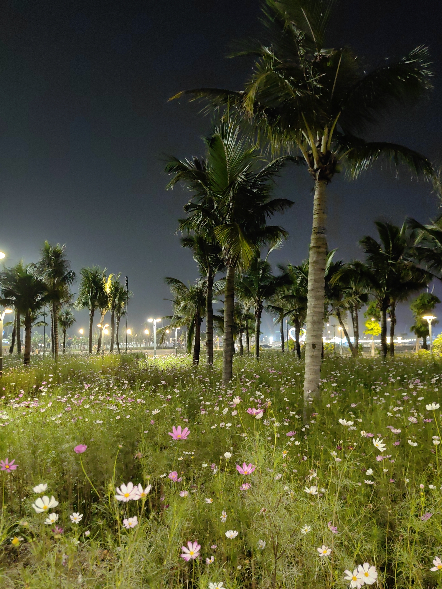 The image shows a park in Bai Chay Ward, Vietnam, at night. In the foreground, a field of wildflowers, predominantly white and pink cosmos, grows tall. Several palm trees are scattered throughout the field, their trunks visible among the flowers. In the background, streetlights illuminate a path or road, with more palm trees lining the area. The sky is a dark grey-blue, indicating it is nighttime. There are no people visible in the image. The environment appears to be a well-maintained urban park area.