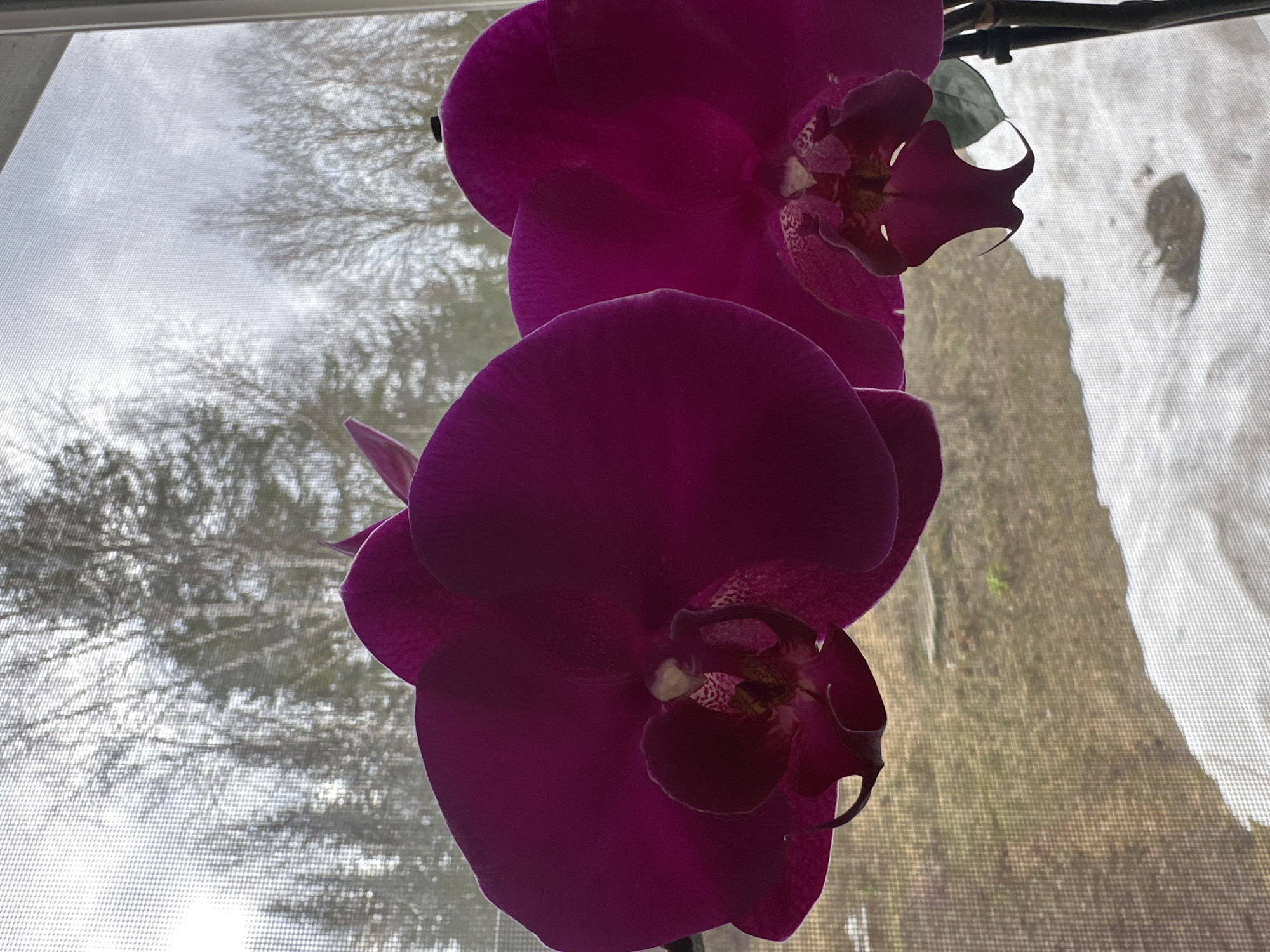 The image features two vibrant fuchsia-colored orchid flowers prominently displayed in the foreground, positioned in front of a window screen. The flowers, rich in hue, exhibit detailed petals and complex labella structures.
Through the fine mesh of the window screen, a blurred outdoor scene is visible. The background primarily consists of a light, overcast sky and numerous bare tree branches, strongly suggesting a late autumn, winter, or early spring season. To the right, a distant landscape shows muted, earthy tones, likely hills or ground covered with sparse, dry vegetation. A large, bright area is visible on the far right through the screen, which could be a patch of snow or a brightly lit surface. The lighting is diffuse, indicative of an overcast daytime.
The image appears to be taken from an indoor setting looking out. There are no people visible, nor is there any discernible text. The scene conveys a sense of quiet observation of nature from a domestic environment, with the bare trees and potential snow aligning with the provided location context of Uva, Russia, during a colder period of the year. The primary focus is on the striking beauty of the orchids against the subdued outdoor backdrop.