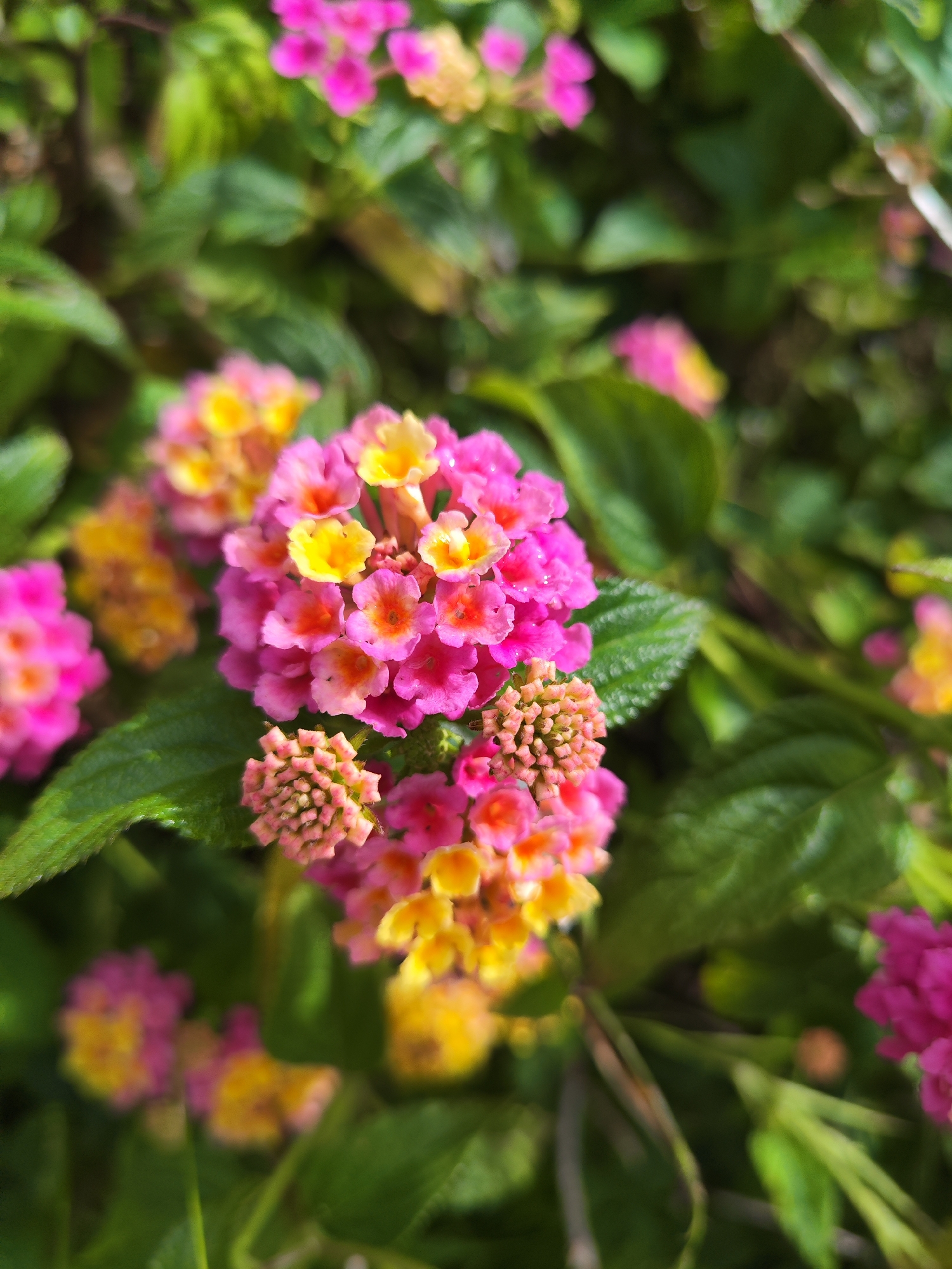 A close-up photograph shows a cluster of lantana flowers in bloom. The flowers are a mix of pink and yellow hues. The surrounding foliage is green. The location, Ribeira Grande, Portugal is not confirmed by the image.