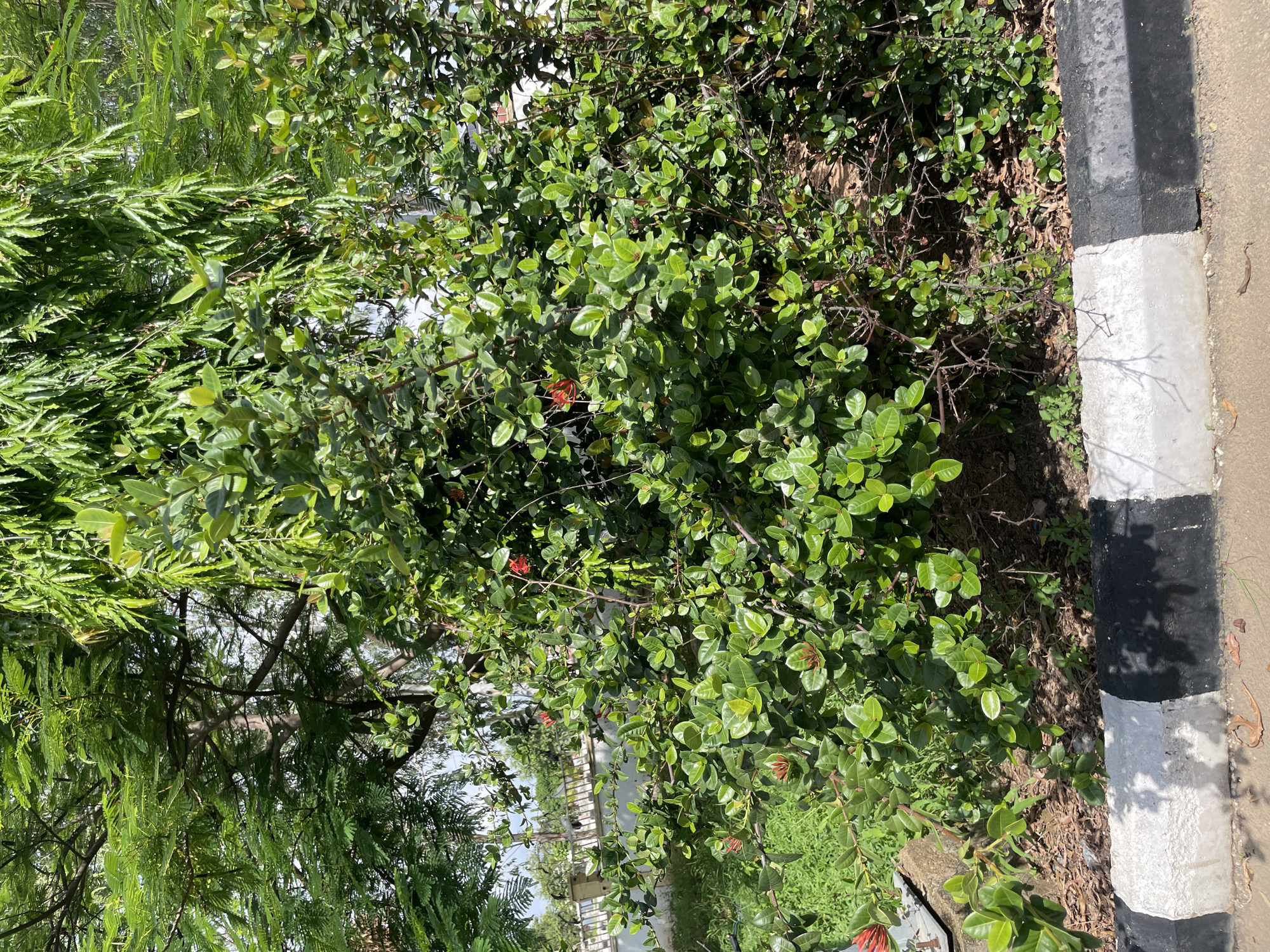 This is a vertical, medium-shot, outdoor photograph of a lush green hedge bordering a road. The hedge is dense with small, glossy green leaves and a few sparse, reddish flowers. To the right of the hedge, a concrete curb painted with alternating black and white stripes is visible, indicating it's a road or pathway. The curb is slightly worn and has some shadows cast on it. The ground beneath the hedge consists of dry leaves and soil. In the background, through gaps in the hedge, a glimpse of a fence and some greenery can be seen. The lighting suggests it is daytime, with sunlight creating some shadows. The overall scene conveys a natural, outdoor setting, possibly a roadside in a tropical or subtropical region. No people or specific events are depicted, and there is no visible text in the image. The crops provided highlight the texture of the leaves, the curb's details, and the density of the foliage.
