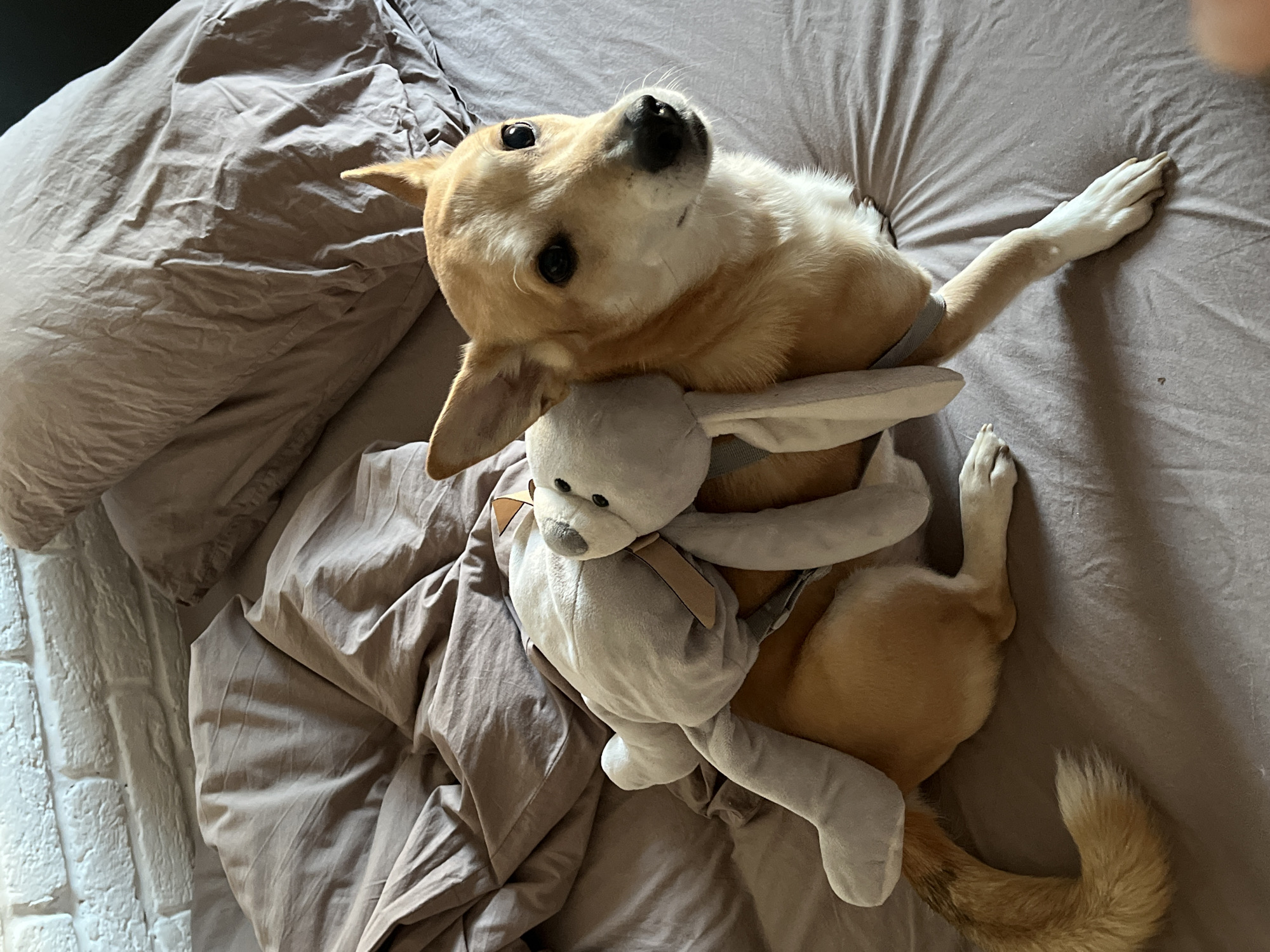 A medium-sized, tan and white dog lies on its back on a gray bed, cradling a gray plush rabbit. The dog's head is tilted upward, with its eyes looking towards the camera. Its white-tipped tail is curled slightly upward. The bed has a gray comforter with some wrinkles and folds, and a pillow is visible on the left side of the frame. The location is Unknown, Unknown.