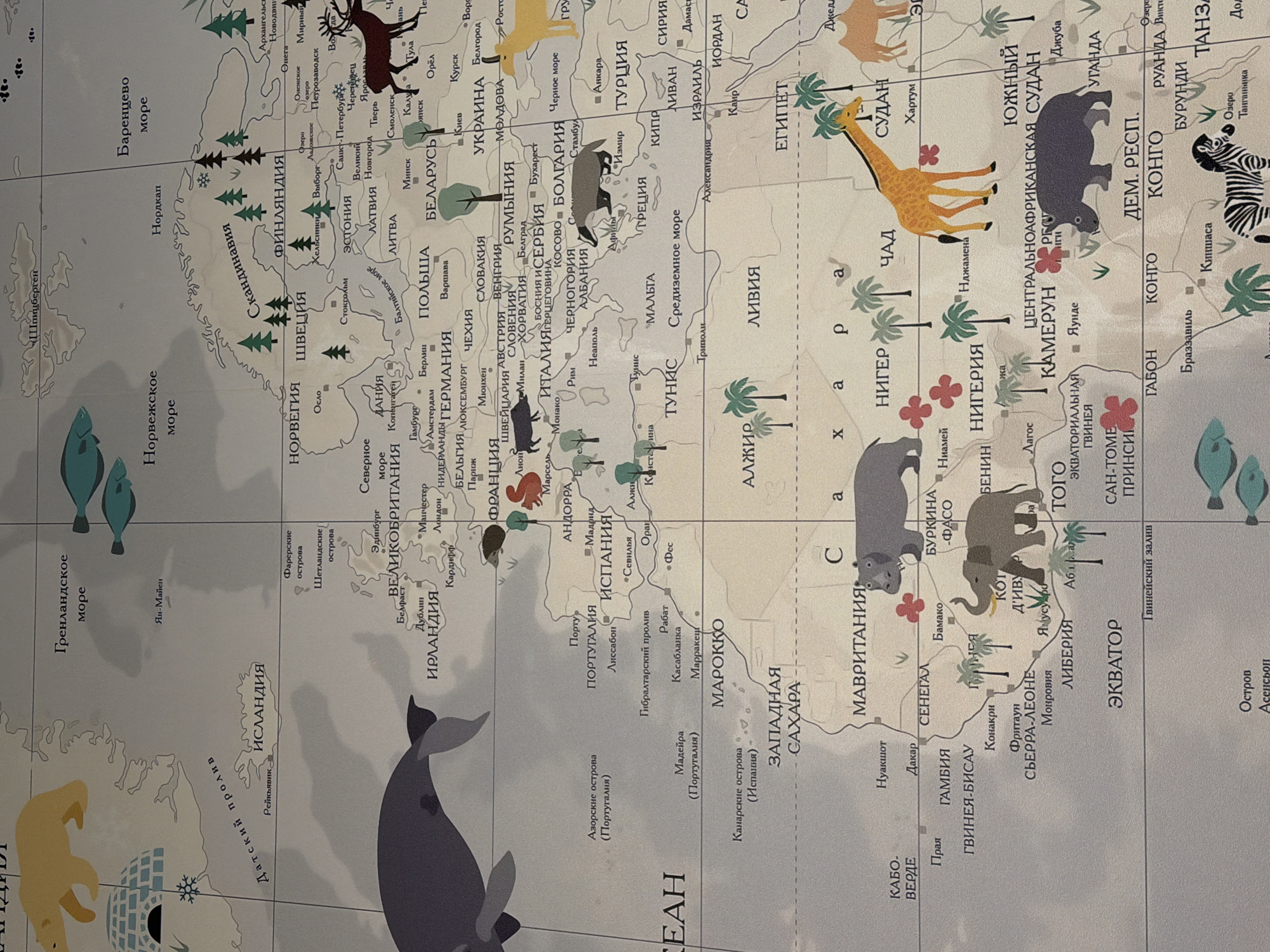 The image displays a detailed, illustrative world map, likely a poster or wallpaper, in a soft, muted color palette. The map primarily focuses on Europe, North Africa, and parts of Asia and the Arctic.
**Subjects:** The main subject is a stylized world map featuring various geographical elements such as continents, countries, cities, seas, and oceans. The map is populated with illustrations of animals native to different regions, including a polar bear and whale in the Arctic/North Atlantic, fish in the seas, reindeer and a wild boar in northern Europe, and a giraffe, rhinoceros, elephant, hippopotamus, and zebra in Africa. Different types of trees (coniferous and palm) are also depicted to indicate biomes. An igloo is illustrated near the North Pole.
**Activity or event taking place:** There is no dynamic activity taking place in the image; it presents a static, decorative, and educational world map.
**Notable details:** The map features a whimsical and child-friendly aesthetic. All geographical names—countries like НОРВЕГИЯ (Norway), ШВЕЦИЯ (Sweden), УКРАИНА (Ukraine), ЕГИПЕТ (Egypt), and cities like Осло (Oslo), Лондон (London), Каир (Cairo)—are labeled in Cyrillic script. Seas and oceans such as Гренландское море (Greenland Sea), Норвежское море (Norwegian Sea), and Средиземное море (Mediterranean Sea) are also labeled. The image provides a visual representation of wildlife distribution across different continents. The map is seen on a wall, indicating it is likely a decorative or educational piece.
**Visible text:** Numerous geographical names are visible, including country names (e.g., ФИНЛЯНДИЯ, ГЕРМАНИЯ, ИСПАНИЯ, ЛИВИЯ), major cities (e.g., Стокгольм, Варшава, Рим, Каир), and bodies of water (e.g., Балтийское море, Черное море). Regions like Скандинавия (Scandinavia), ЗАПАДНАЯ САХАРА (Western Sahara), and ЭКВАТОР (Equator) are also clearly marked.
The map is located in Sofiivska Borshchahivka, Ukraine.
