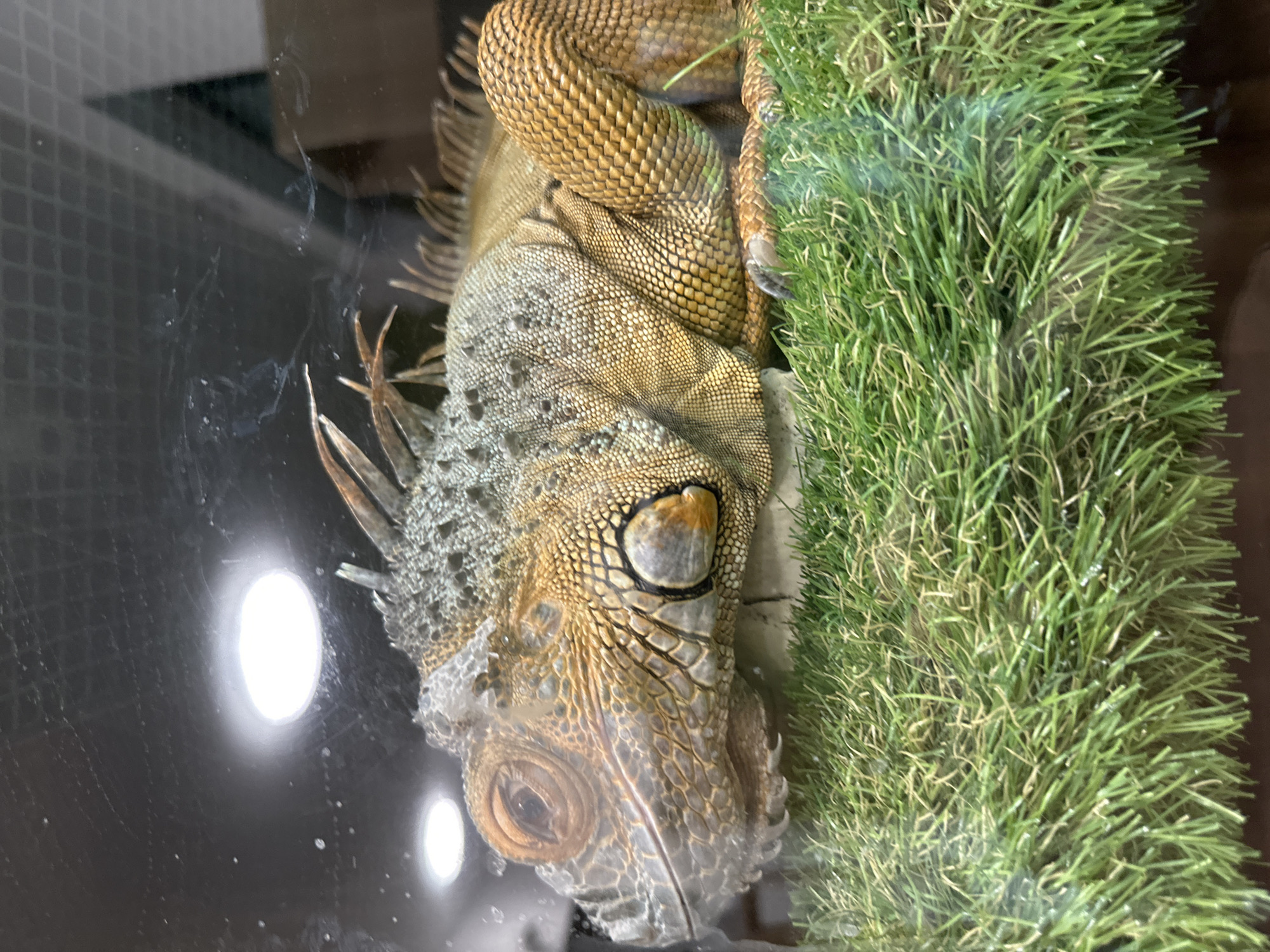 A close-up, overhead shot shows an iguana resting on artificial turf. The iguana is light brown and gray with spiky protrusions along its back and head. Its body is curled, with part of its tail visible. The iguana's eyes are closed. The scene appears to be within an enclosure, visible through a transparent surface with smudges. No humans are in the frame. There is no indication of Sofia, Bulgaria in the image.