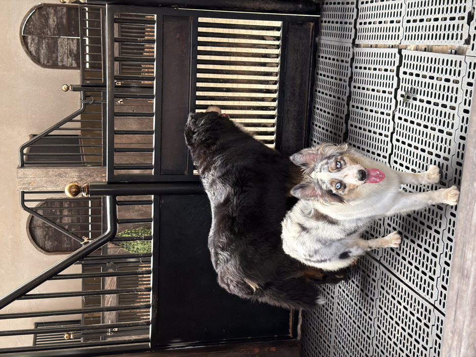 Two dogs stand near a gate and plastic floor tiles. One dog is mostly black, while the other is white, grey, and black with piercing blue eyes and a pink tongue sticking out. The gate has horizontal slats and a black frame with decorative gold-colored knobs. The floor is composed of interlocking square tiles with small square openings. A metal staircase with horizontal bars is visible in the background.