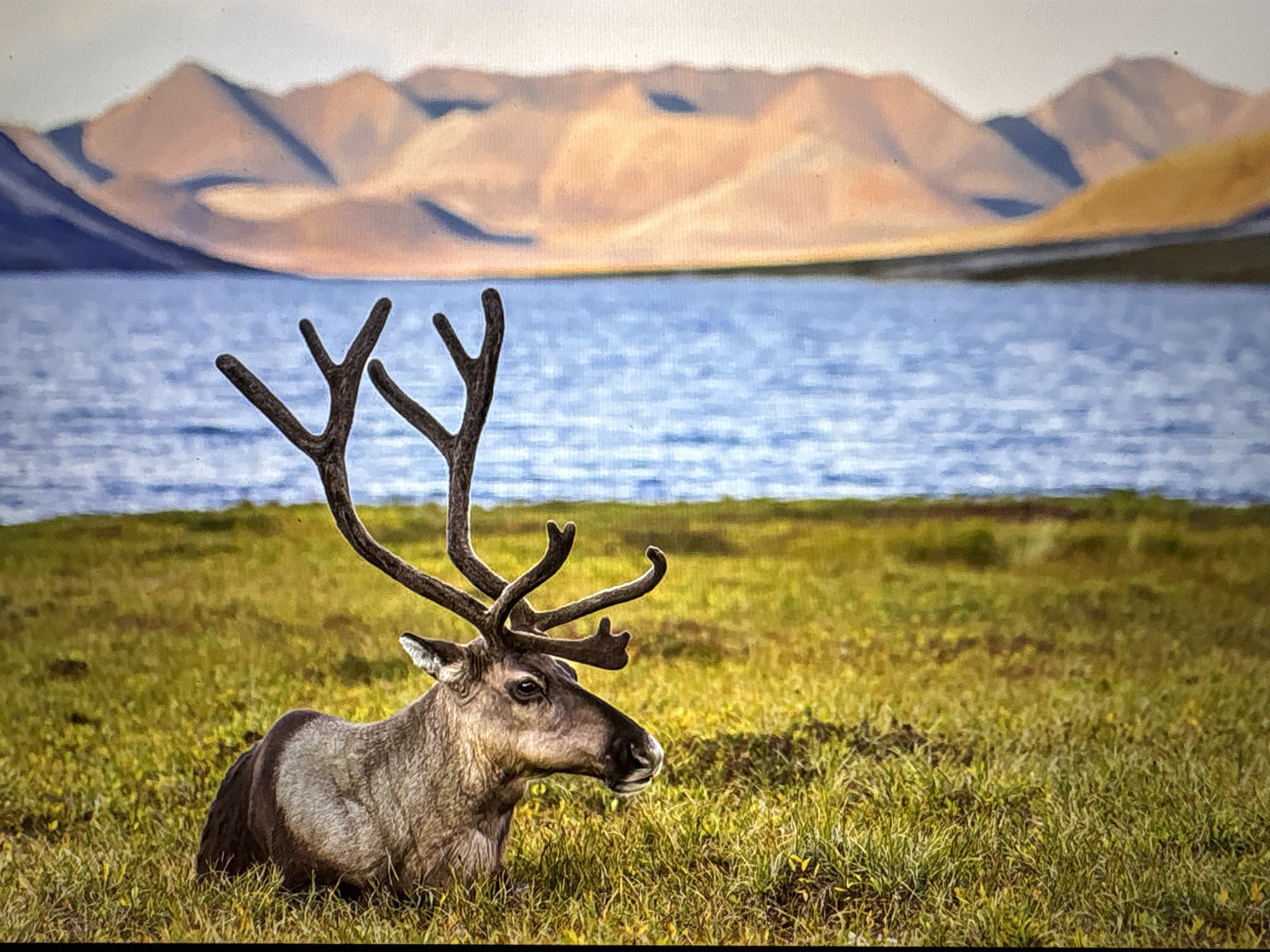 The image shows a reindeer resting in a grassy field with a lake and mountains in the background. The reindeer is in the foreground, facing right, with its antlers prominently displayed. The field is green and yellowish, suggesting late summer or early autumn. Behind the field, there is a body of water, possibly a lake, with a blue hue. Further in the background, there are mountains in various shades of brown and beige. The location is not Mława, Poland, as there are no mountains or reindeer there.