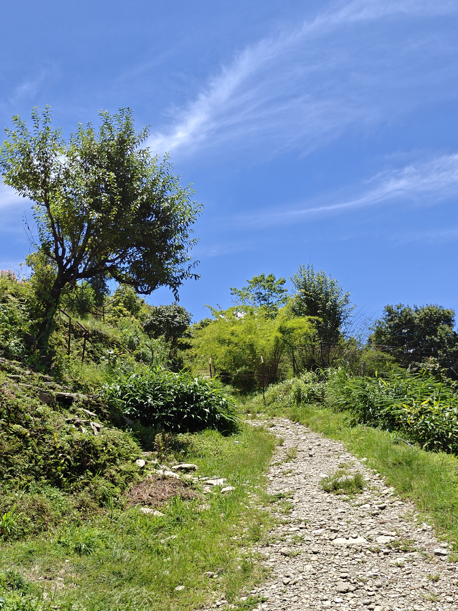 The image depicts a narrow, winding, gravel path leading uphill through lush green vegetation under a bright blue sky with wispy white clouds. On the left side of the path, a tree with a thick trunk and dark green leaves stands prominently on a steep, moss-covered slope. The slope is covered in various plants, including ferns and grasses, with some exposed rocks. A rustic wooden fence or railing is visible along the left side of the path.
On the right side of the path, the vegetation is also dense, with a variety of green foliage and tall bamboo-like plants. The path itself is composed of numerous small, light-colored stones and pebbles, with sparse patches of grass growing through them. The overall scene suggests a natural, slightly wild environment, likely a hiking trail.
The provided context states the location is in Pokhara, Nepal. This imagery could be a scene from a hiking trail in the hills surrounding Pokhara, potentially on the way to or from one of the popular viewpoints such as Sarangkot or the World Peace Pagoda, or a less-trafficked route in the area. No people are visible in the image.