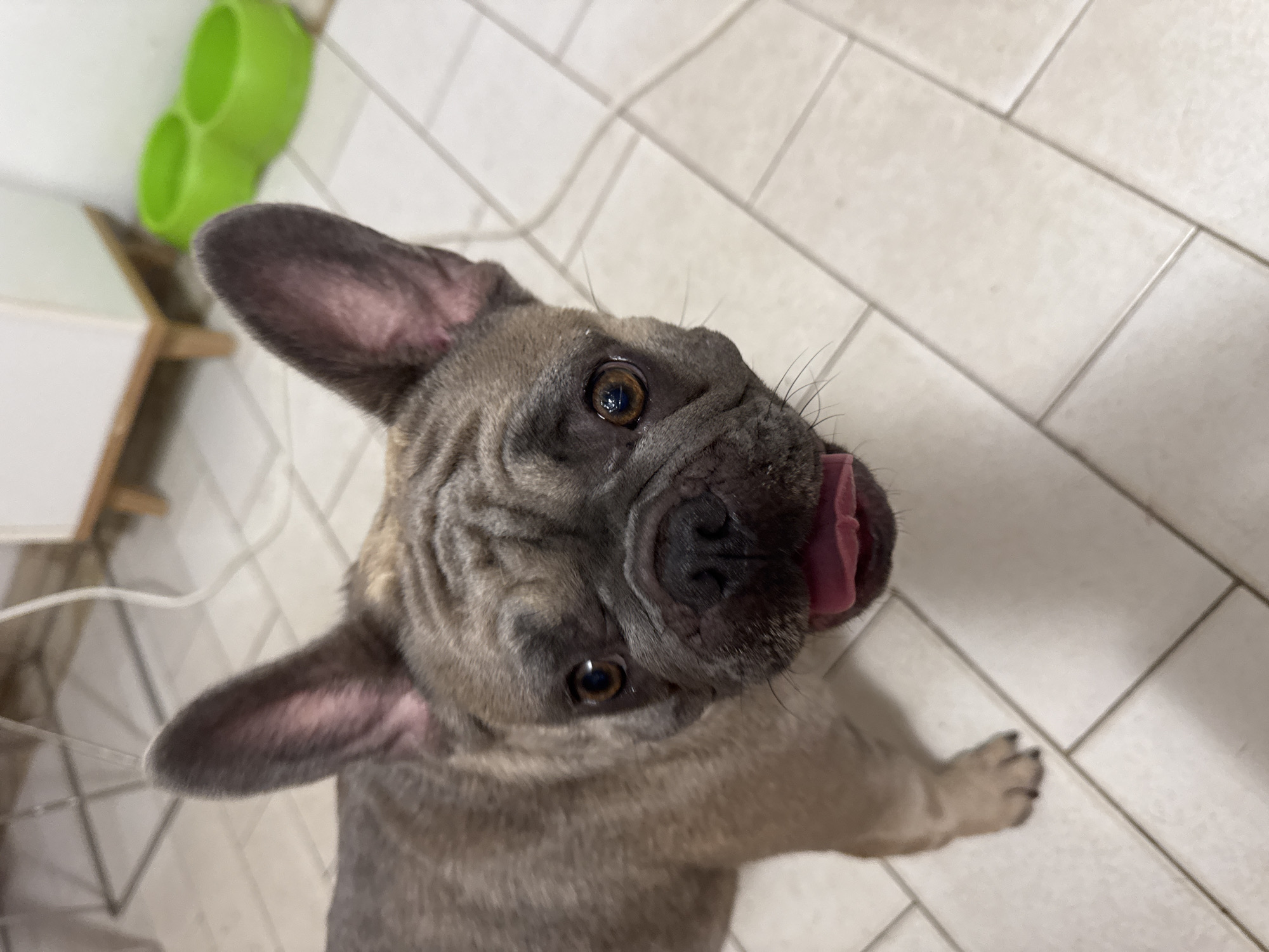 A top-down shot captures a fawn-colored French bulldog with its tongue out, looking directly at the camera. The dog has large, erect ears, characteristic wrinkles on its face, and dark, expressive eyes. Its tongue is a vibrant pink and is flicked out to the right side of its snout.
The setting appears to be indoors, with a tiled floor visible in the background, laid in a diagonal pattern. To the left of the dog, a bright green plastic pet feeder with two compartments is mounted on a white wall. A portion of a wooden shelf is also visible beneath the feeder. A white cable runs along the floor near the dog.
The lighting suggests it might be daytime, but there are no direct outdoor light sources visible. The overall mood is playful and endearing, thanks to the dog's expression and posture. The image does not contain any visible text. The context provided indicates the location is San Benedetto del Tronto, Italy.