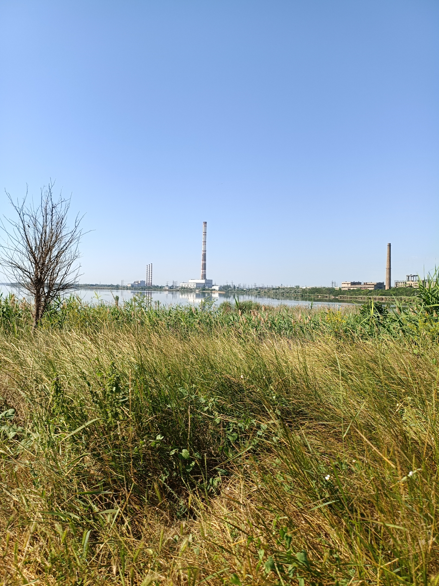 A wide shot captures an industrial area on the horizon, reflected in a body of water, with tall grass in the foreground. The sky is clear and blue, with no clouds visible. The foreground consists of dense, dry grass with some green shoots interspersed. To the left, a barren, leafless tree stands prominently.
Beyond the grass and the tree, a large, calm body of water stretches across the mid-ground. The water reflects the industrial structures on the far bank. In the distance, several prominent structures dominate the skyline: a very tall, slender chimney stack, painted with orange and white bands, stands to the right. To its left, a complex of industrial buildings is visible, featuring several shorter, wider chimneys. Further to the left, a cluster of smaller buildings and power lines are discernible. The industrial area appears to be a power plant or similar facility. The environment suggests an outdoor scene, likely during daylight hours. The image is composed from a ground-level perspective looking towards the industrial complex across the water.