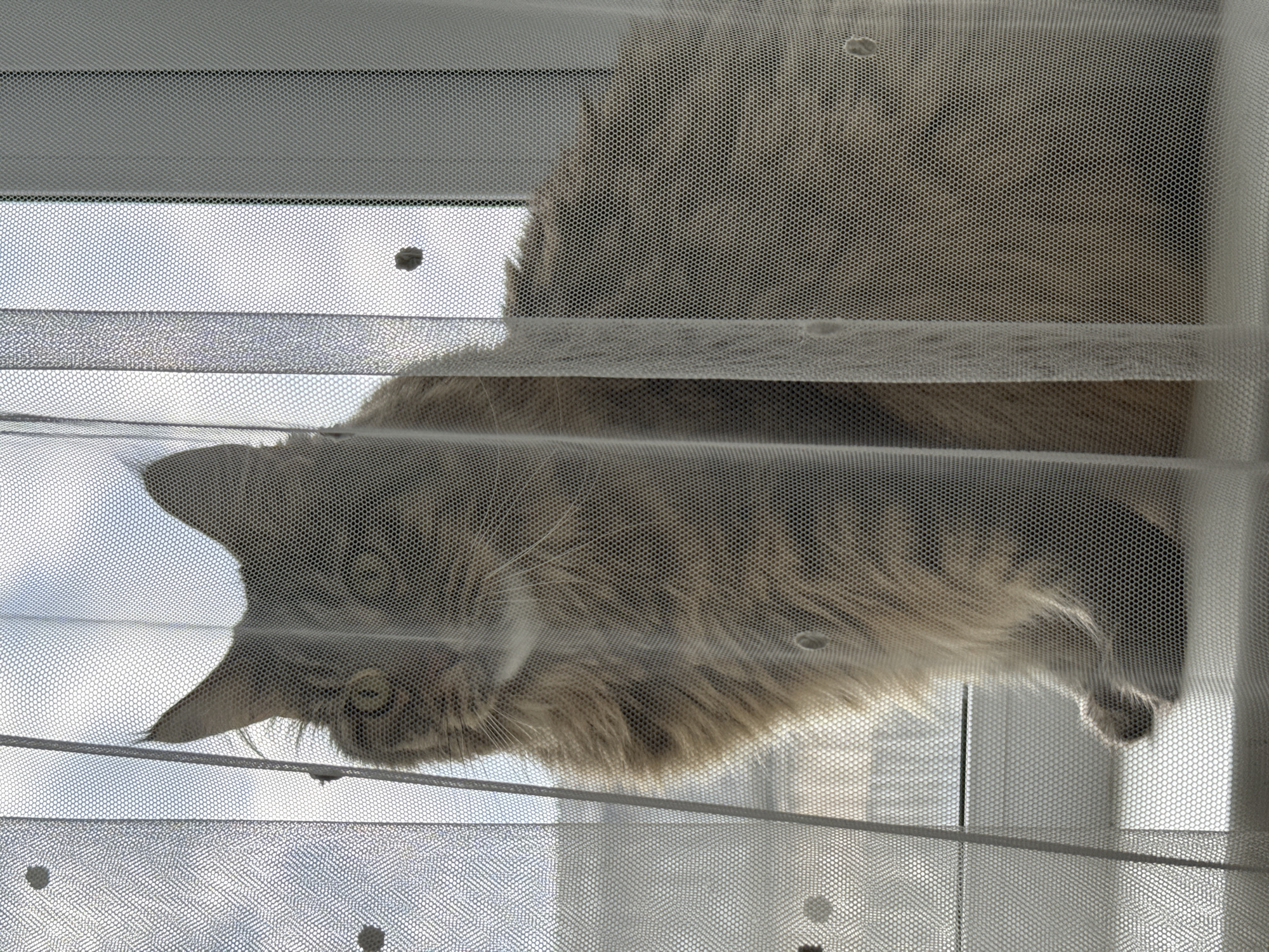 A cat is positioned behind a window screen with horizontal blinds. The cat's face is visible through the screen, and the rest of its body extends upward behind the blinds. The scene is brightly lit, and the outside background appears to be a light, cloudy sky. The screen has several dark spots or stains scattered across its surface. The overall setting seems to be indoors, looking out through a window. There is no data on the location in the city of Sludka, Russia.