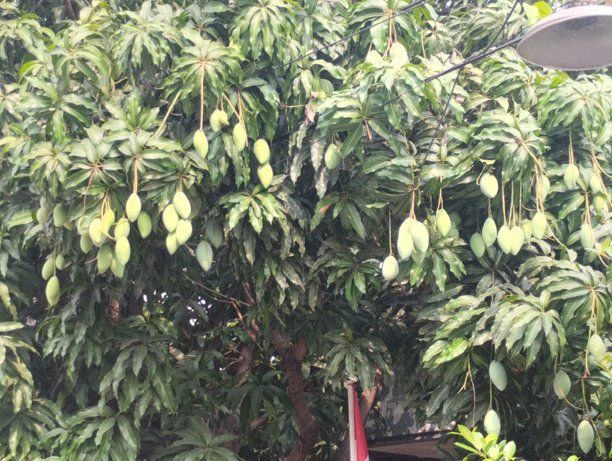 The image depicts a dense, leafy mango tree laden with numerous unripe green mangoes. The mangoes are clustered together on long stems, hanging down amidst the foliage. The tree appears to be growing in an outdoor setting, possibly a residential area or a park. In the upper right corner, a portion of a grey street lamp fixture is visible, attached to a wire that runs across the frame. The leaves are a vibrant green, with some of them showing signs of wear or dust. The sunlight filters through the leaves, creating dappled shadows. A glimpse of a red and white striped fabric, possibly part of a flag or banner, is visible towards the bottom right of the image, against a dark background. The context suggests that this scene is located in Bekasi, Indonesia, a city known for its tropical climate and abundant fruit trees. The image captures a moment of natural abundance and the everyday environment of the city.