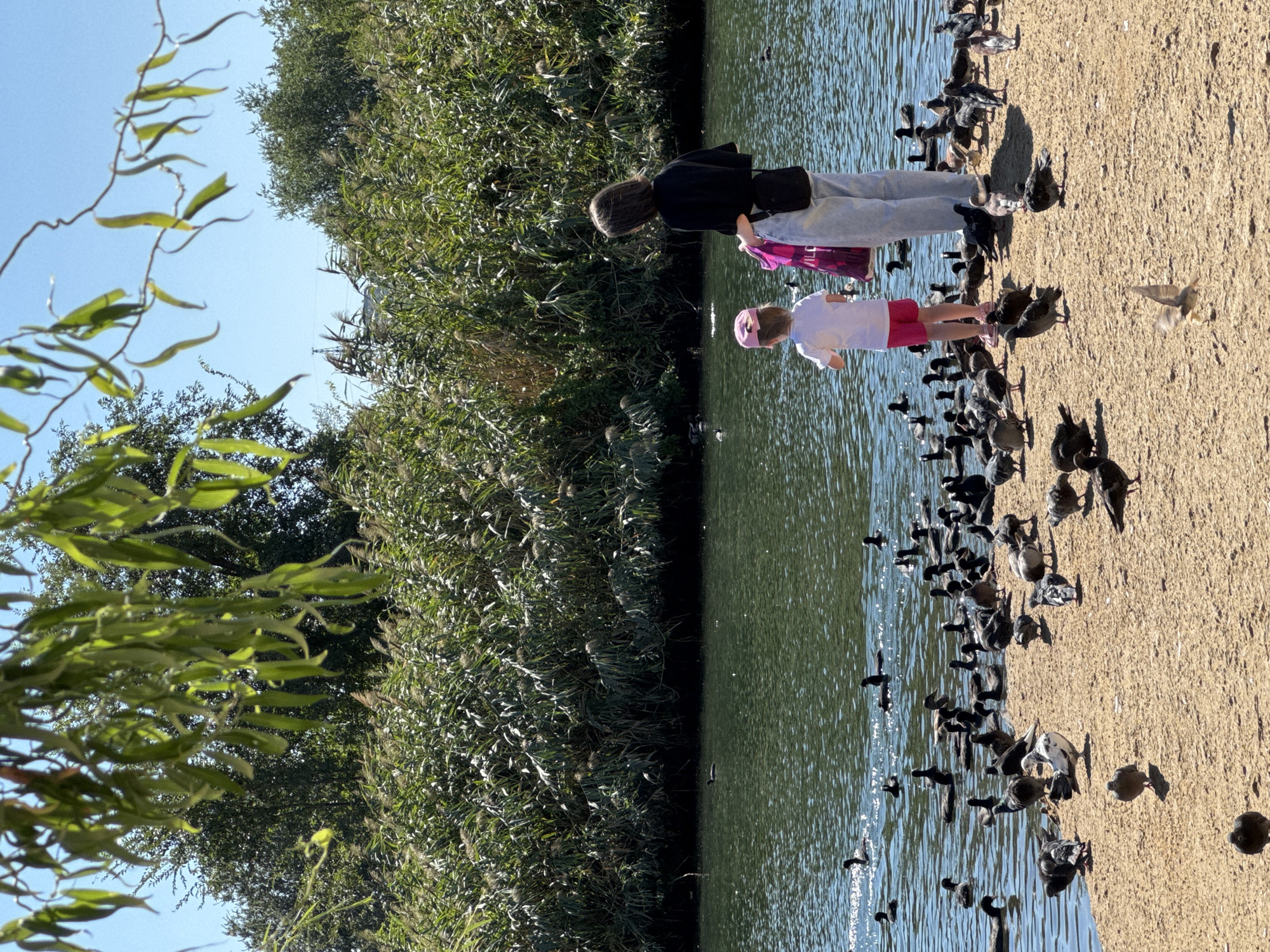 This image depicts a scene at a body of water, likely a pond or lake, with a sandy bank. Two individuals, a young child wearing a pink hat and a white t-shirt with pink shorts, and a taller person wearing a black shirt and light-colored pants, are standing on the bank. They appear to be feeding a large group of ducks and pigeons gathered around them. The water is populated by numerous ducks swimming. The background features dense green reeds and trees under a clear blue sky. While the location is stated to be Rostov-on-Don, Russia, there are no specific visual cues within the image to confirm this geographical information.