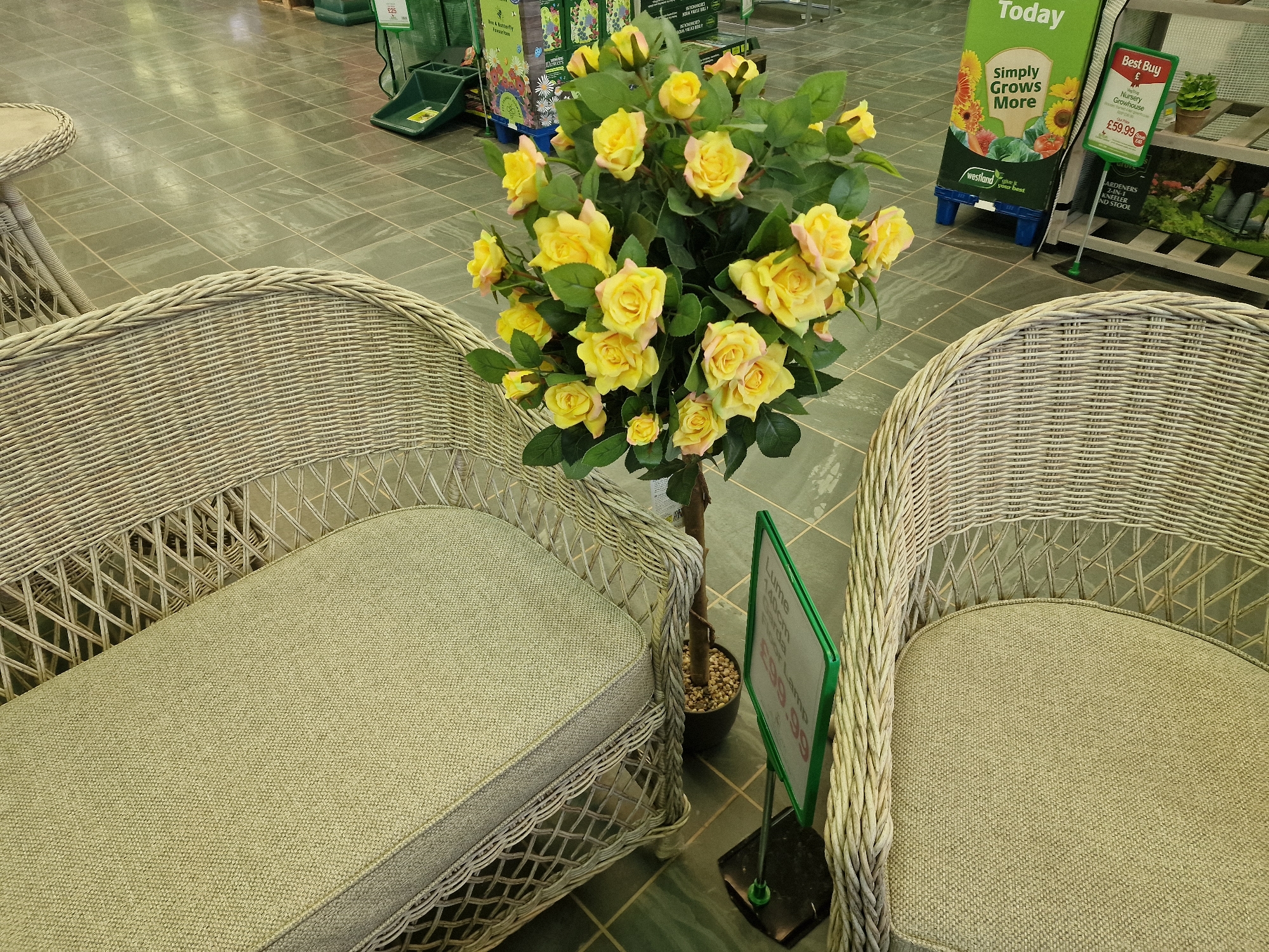 This media file captures an indoor scene, likely a garden center or a home furnishings store. The primary subjects are two wicker chairs with light-colored cushions, positioned on a tiled floor. Between the chairs stands a potted artificial tree with abundant yellow roses and green leaves. To the right of the chairs, a green sign with white lettering advertises "Simply Grows More" and a "Best Buy" sign displays "Nursery Growhouse £59.99". Another green sign on the right, with text including "Lume 140cm", is also visible. In the background, shelves with various gardening products and other displays can be seen, suggesting a retail environment. There are no people visible in the image. The lighting indicates an indoor setting, and no specific time of day or weather conditions can be determined. The overall impression is one of a retail display designed to entice customers with garden-related items and comfortable seating.