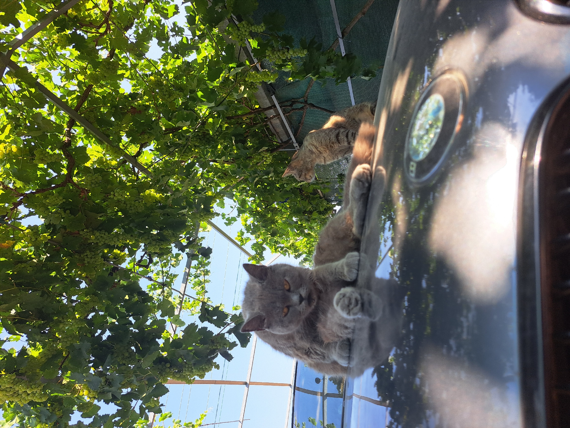 Two domestic cats are positioned on the hood of a car. The car's hood is a dark, reflective surface, showing a blurred reflection of green foliage and blue sky. A large, grey cat with yellow eyes is in the foreground, sitting and looking directly at the camera. Behind it, a tabby cat is sitting and looking to the left. Above the cats and car, a canopy of green grape leaves and bunches of green grapes are visible, supported by a metal structure. The background consists of a green mesh fence and a blue sky. The setting appears to be outdoors in a sunny environment, possibly a backyard or garden area in Vypasne, Ukraine, given the presence of grapevines.