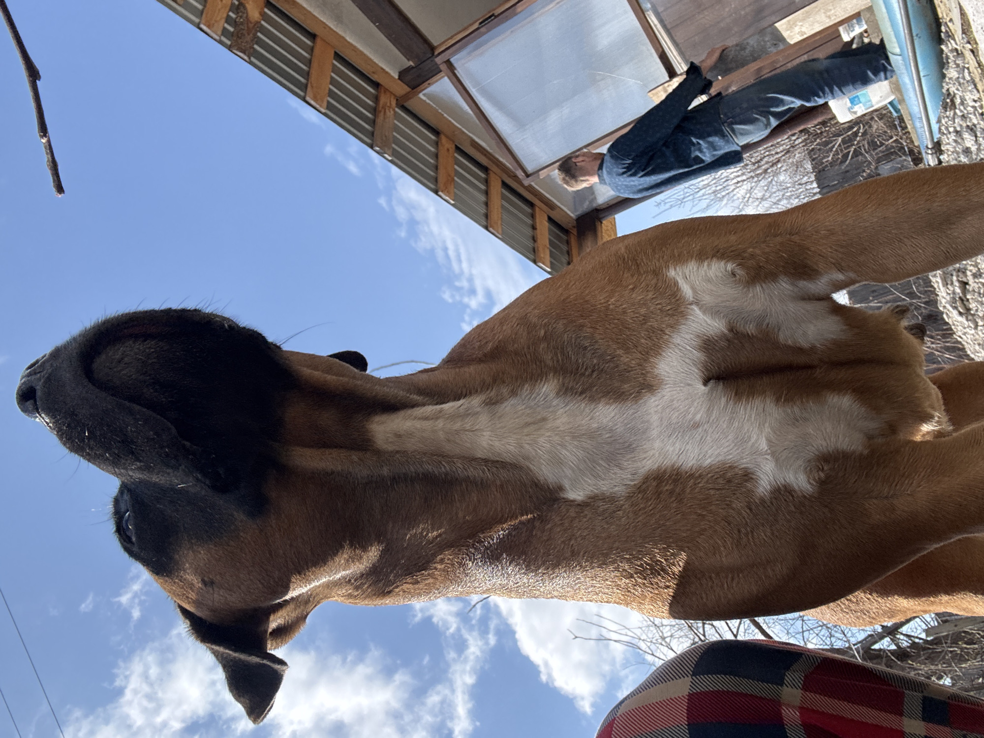 An upward-angled outdoor shot, taken in Chaikovsky, Russia, features a large, fawn-colored dog with white chest markings prominently in the foreground. The dog, possibly a Boxer, has a dark snout and is looking directly down towards the camera, with part of its eye visible. Above and behind the dog, a bright blue sky with scattered white clouds fills the background.
To the right, an adult person is standing under a wooden and corrugated metal roof structure. The person, dressed in a dark long-sleeved shirt and blue jeans, is partially obscured and appears to be inspecting or working on something beneath the roof, facing away from the dog and camera. A clear panel or window is integrated into the overhead structure. A bare tree branch is visible in the upper left corner of the frame. In the lower right, a plaid pattern in shades of red, black, and beige is visible, possibly part of clothing or a blanket. The scene is brightly illuminated by sunlight, indicating daytime. No legible text is visible in the image.