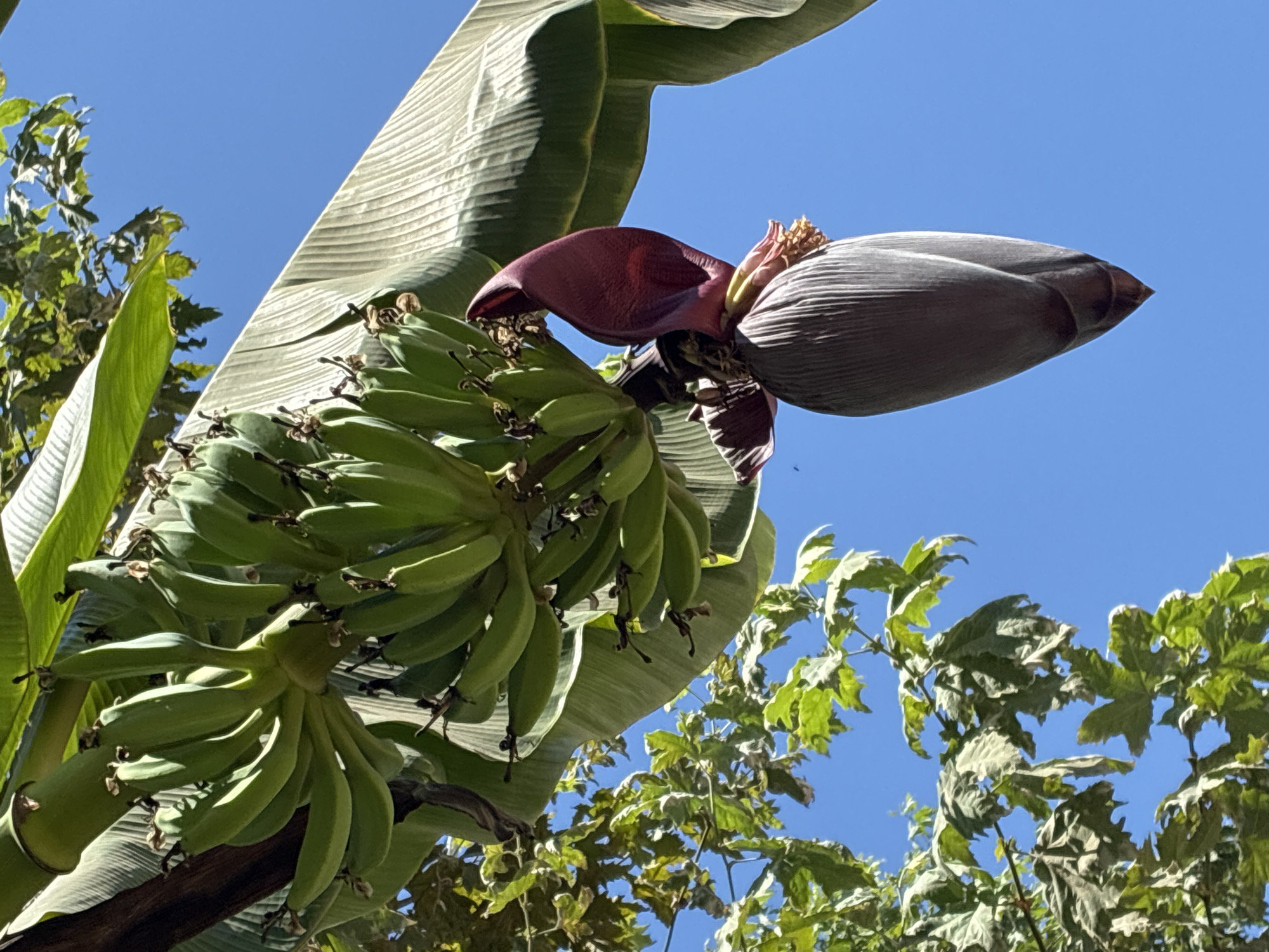 The image displays a cluster of green, unripe bananas hanging from a stalk, with a large, purplish-red banana flower bud also visible. The scene is set against a clear blue sky, with lush green foliage and a broad banana leaf framing the subjects. The perspective is from below, looking up at the hanging fruit and flower. There is no indication of the specific location within Alanya, Turkey, and no people are present.