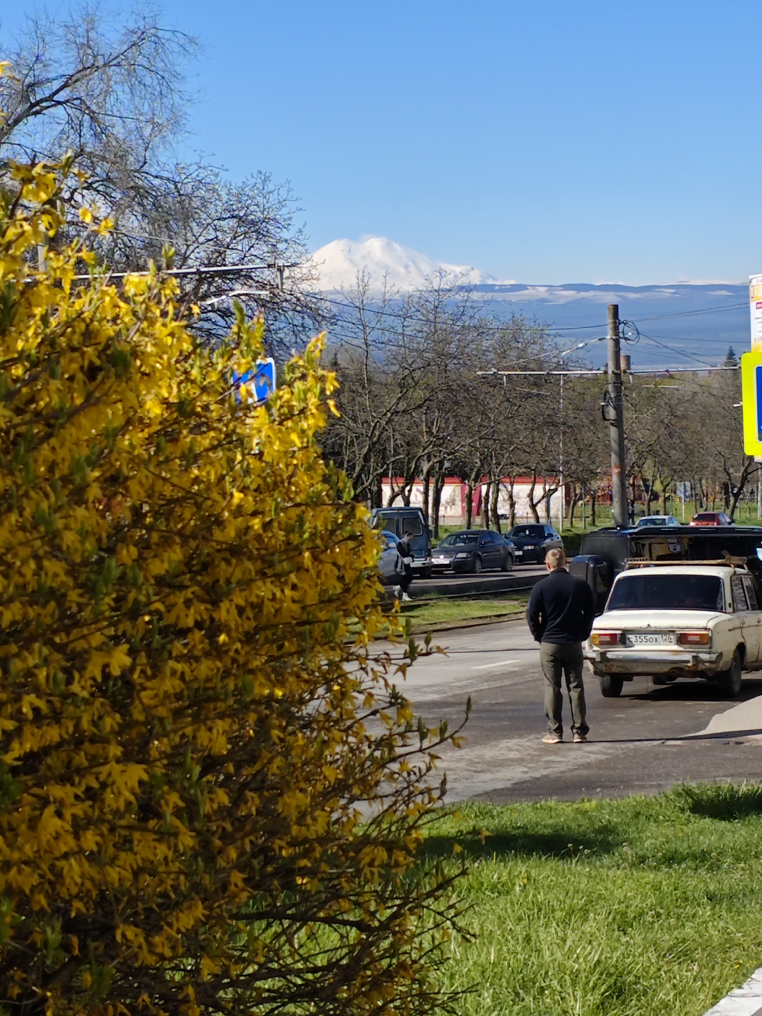 The image depicts a street scene in Pyatigorsk, Russia. A man stands on a grassy median next to a white, older model car with the license plate "355OX 126." Several cars are parked along the road further back. The background features buildings and trees lining the street, with a large, snow-capped mountain visible in the distance under a clear blue sky. A large forsythia bush with bright yellow flowers is in the foreground, partially obscuring the view. Street signs are visible.