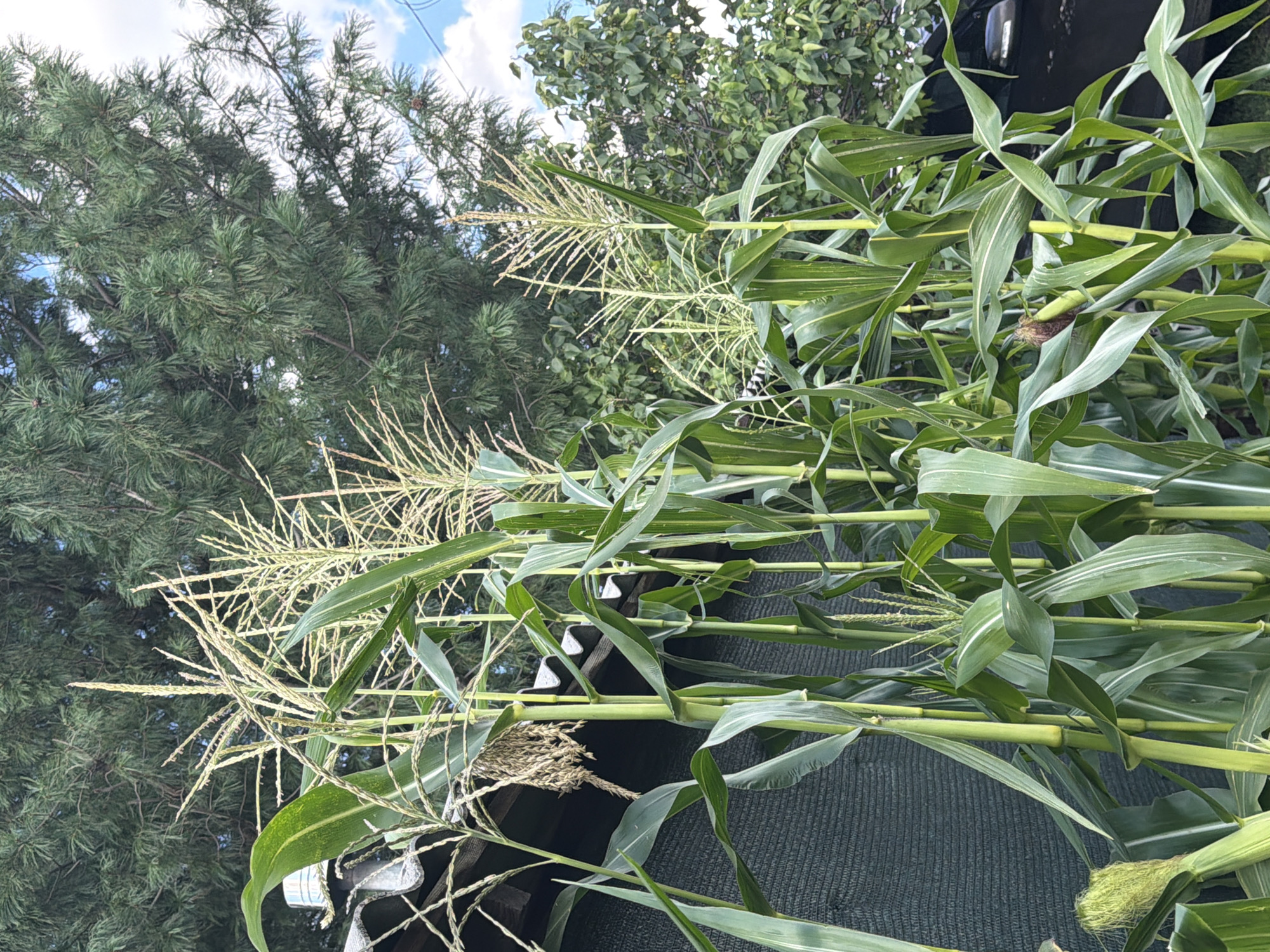 In Kurgan, Russia, a close-up, eye-level shot captures a cluster of corn stalks growing in a garden. The corn is in its flowering stage, with visible tassels at the tops of the stalks. The stalks are tall and green, with broad leaves characteristic of corn plants. In the background, a dark green, textured fence is visible, partially obscured by the corn. Above the fence and corn, lush green pine trees with long needles dominate the upper portion of the frame. A few branches from deciduous trees are also present, and a sliver of a blue sky with scattered white clouds can be seen. The overall scene depicts a natural, outdoor setting within a residential area, likely a backyard. There are no people or animals present in the image, and no specific actions are being taken. The focus is on the corn plants and their immediate surroundings.
