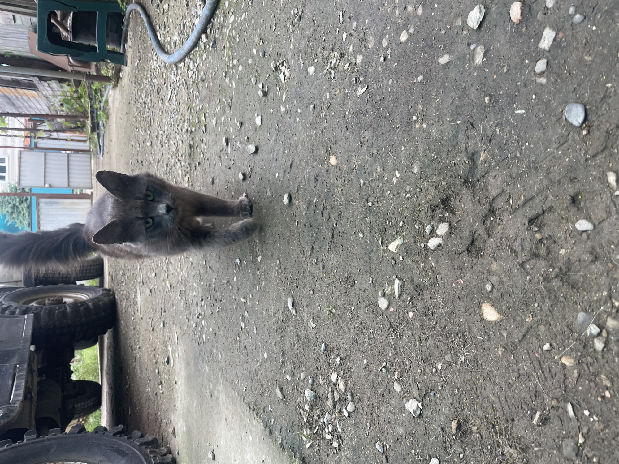 The image shows a gray cat stretching on a dirt and gravel surface. In the background, there is a green stool, a hose, a section of a vehicle with tires, and a fenced area with some buildings visible. The location is likely in a yard or outdoor area in Olginka, Russia, given the prompt, though there is no specific evidence in the image to confirm this.