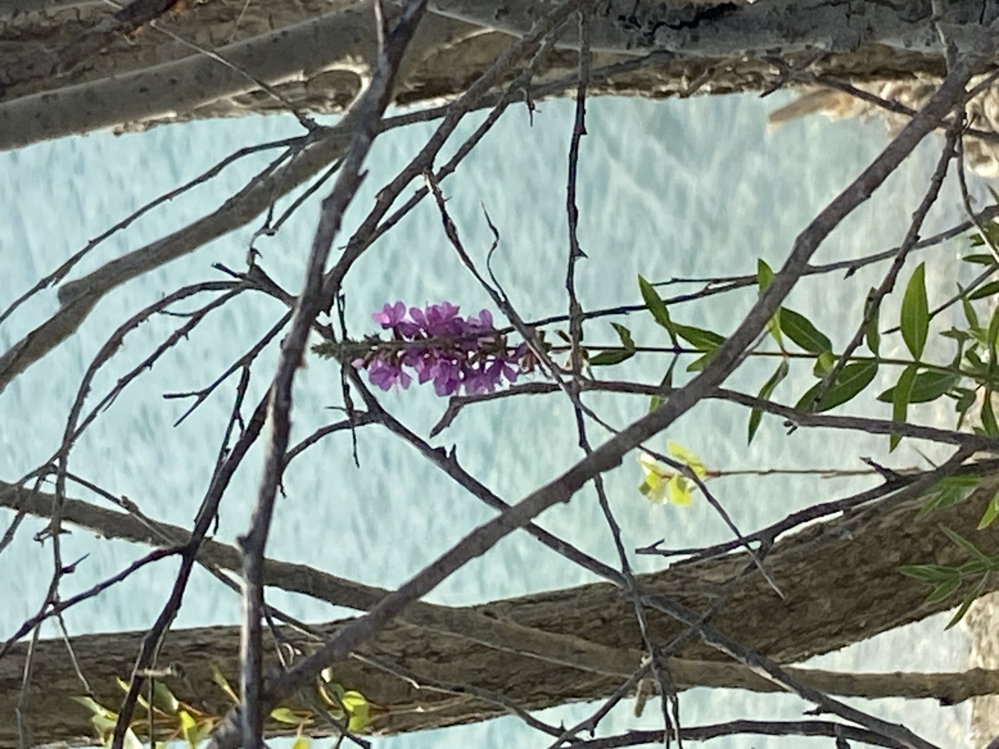 The image shows a close-up view of a small cluster of purple flowers with a light blue body of water in the background. The flowers are in focus and positioned slightly to the left of the center. They are growing from a thin green stem with a few leaves. The flowers appear to be a type of loosestrife. The water behind the flowers is calm and reflects sunlight, creating a shimmering effect. The foreground is dominated by the branches of trees, which are dark and out of focus, creating a natural frame for the flowers and water. There is a small, blurry yellow-green leaf visible below the purple flowers. The scene appears to be outdoors, likely near a body of water. The location in Куйбышевское сельское поселение, Ukraine, is not explicitly depicted or evident from the visual information in the image.