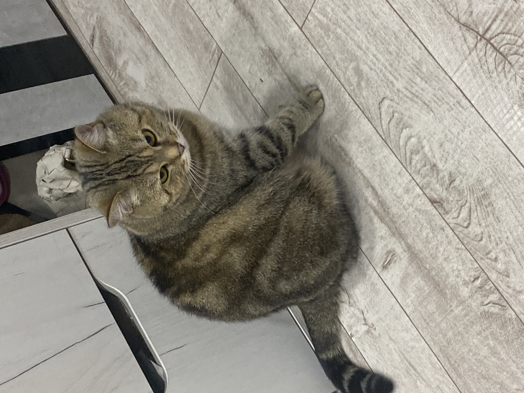 An outdoor shot of a tabby cat is captured on a light-colored wooden floor. The cat is positioned in the center of the frame, sitting down with its body slightly turned to the right. Its tail curls around its hindquarters, and its striped pattern is evident on its back and tail. The cat's head is tilted down, and its yellow eyes are visible. The background includes a portion of a white cabinet on the left and a dark-striped object on the right.