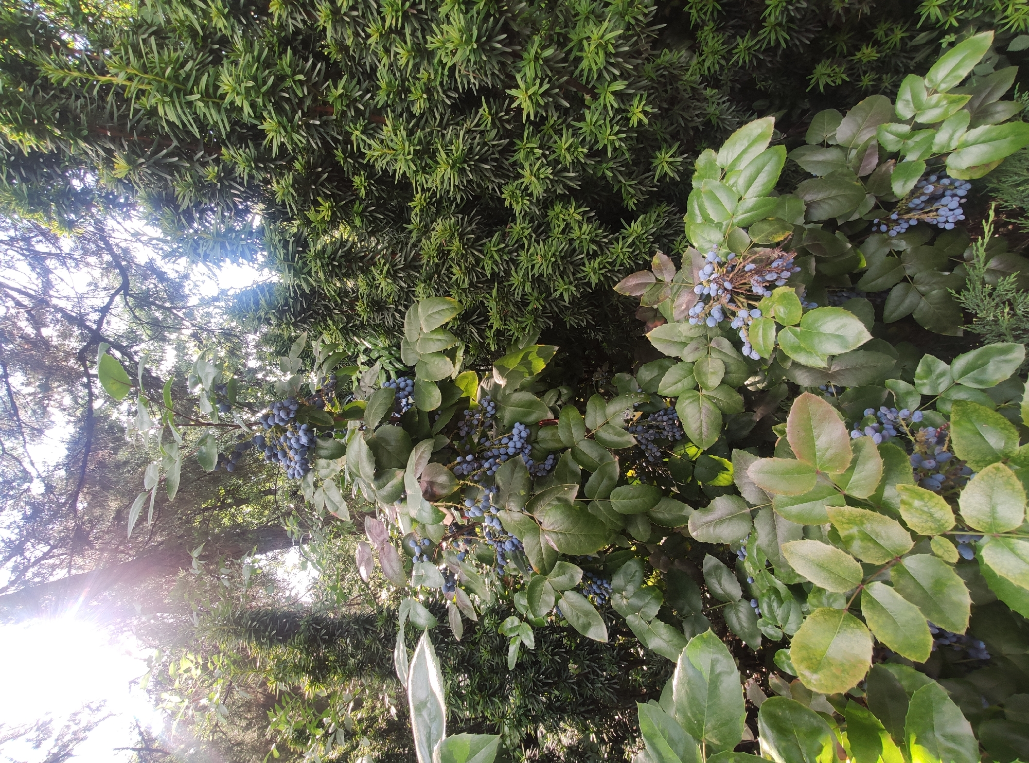 An outdoor, medium shot captures a dense garden scene illuminated by bright sunlight streaming from the upper left. In the foreground, a Mahonia plant displays clusters of small, blue berries amidst its broad, dark green leaves, some of which exhibit reddish tinges. To the right and in the background, tall, columnar evergreen shrubs with dense, scale-like foliage dominate the scene. The overall impression is that of a verdant and sun-dappled natural environment, likely within a park or botanical garden in Ankara, Turkey, given the specified location. No people or specific activities are visible.