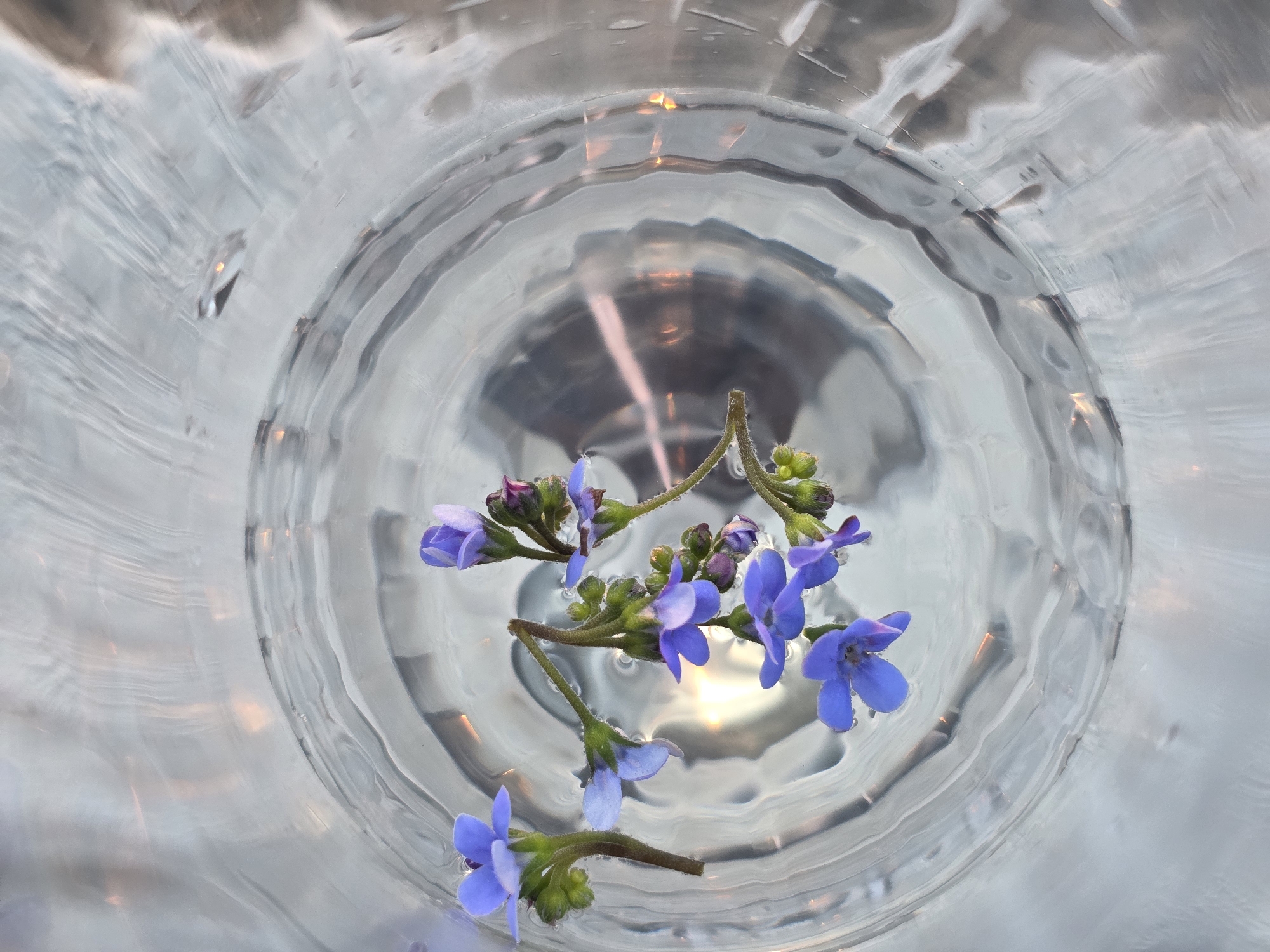 A high-angle, close-up shot depicts several stems of small, violet-blue flowers with green buds, submerged in a clear glass bowl of water. The bowl's interior surface has concentric ripple-like patterns, likely due to the water's surface tension. Light reflects off the water, creating bright highlights and subtle shadows on the bowl's surface. The setting is implied to be in Chaikovsky, Russia based on the user's context.