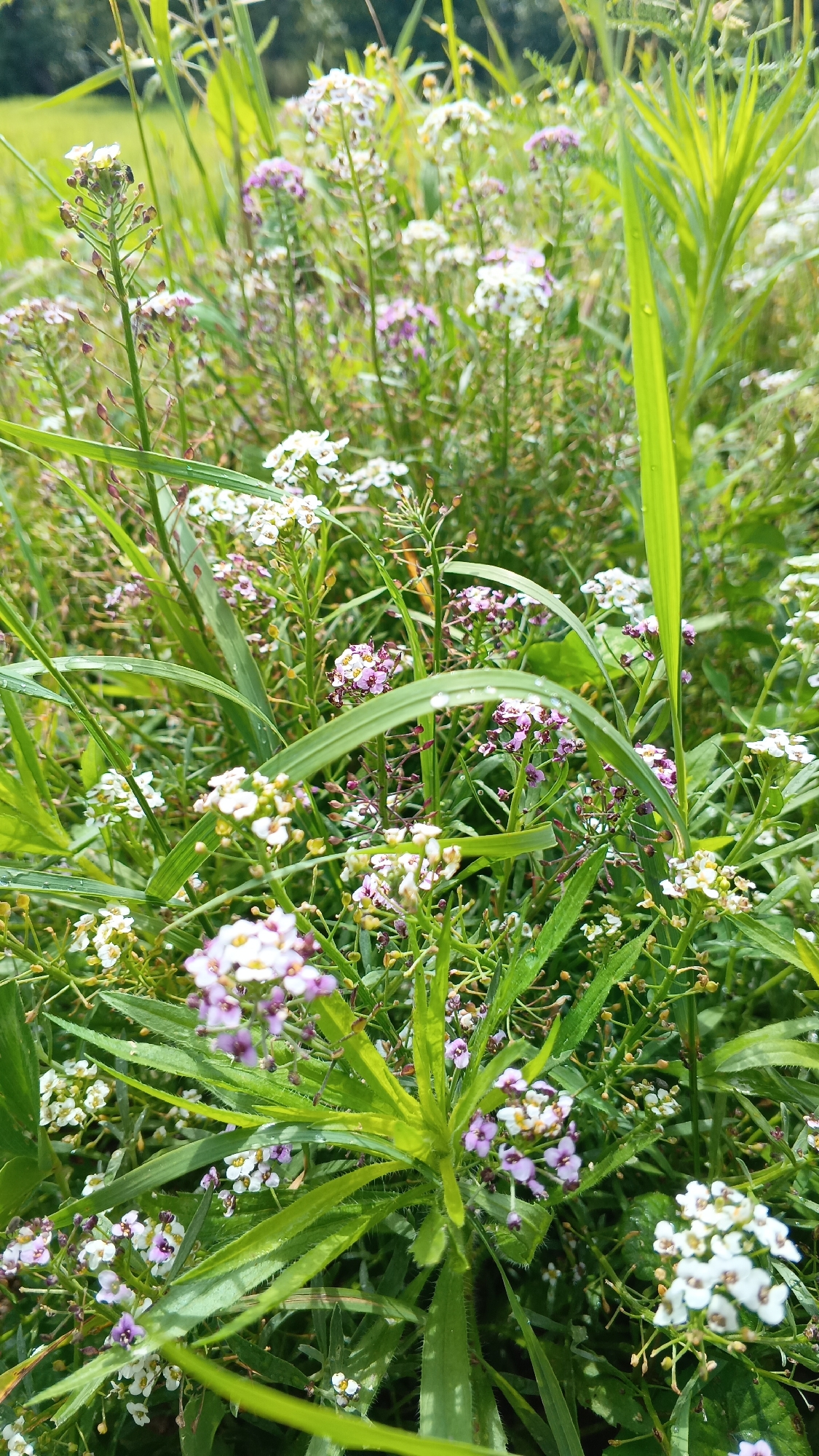 The image displays a close-up view of a field of wild flowers, characterized by small white and purple blossoms interspersed with tall green grass and other vegetation. The flowers are clustered on slender stems, and some appear to have water droplets on their petals, suggesting recent rain or dew. The background is a soft blur of green and some darker foliage, hinting at a natural, uncultivated area. The lighting indicates it is daytime, with bright sunlight filtering through the plants. The scene is devoid of any human presence or activity. The image's focus is on the delicate details of the flora.