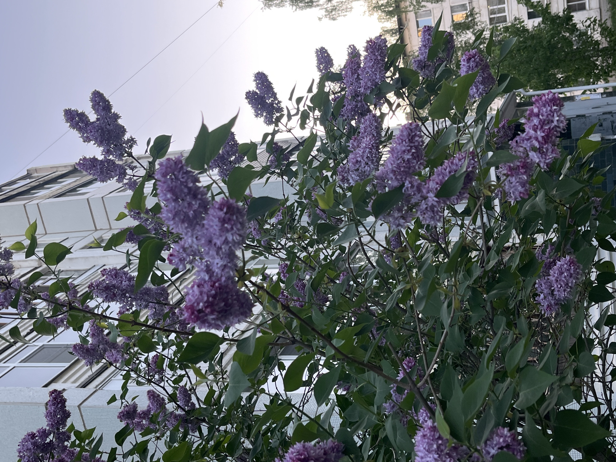 The image shows a lilac bush in bloom with a building in the background. The bush is covered in purple flowers and green leaves. The building is white with gray windows. The sky is light blue. The location is likely Chaikovsky, Russia.