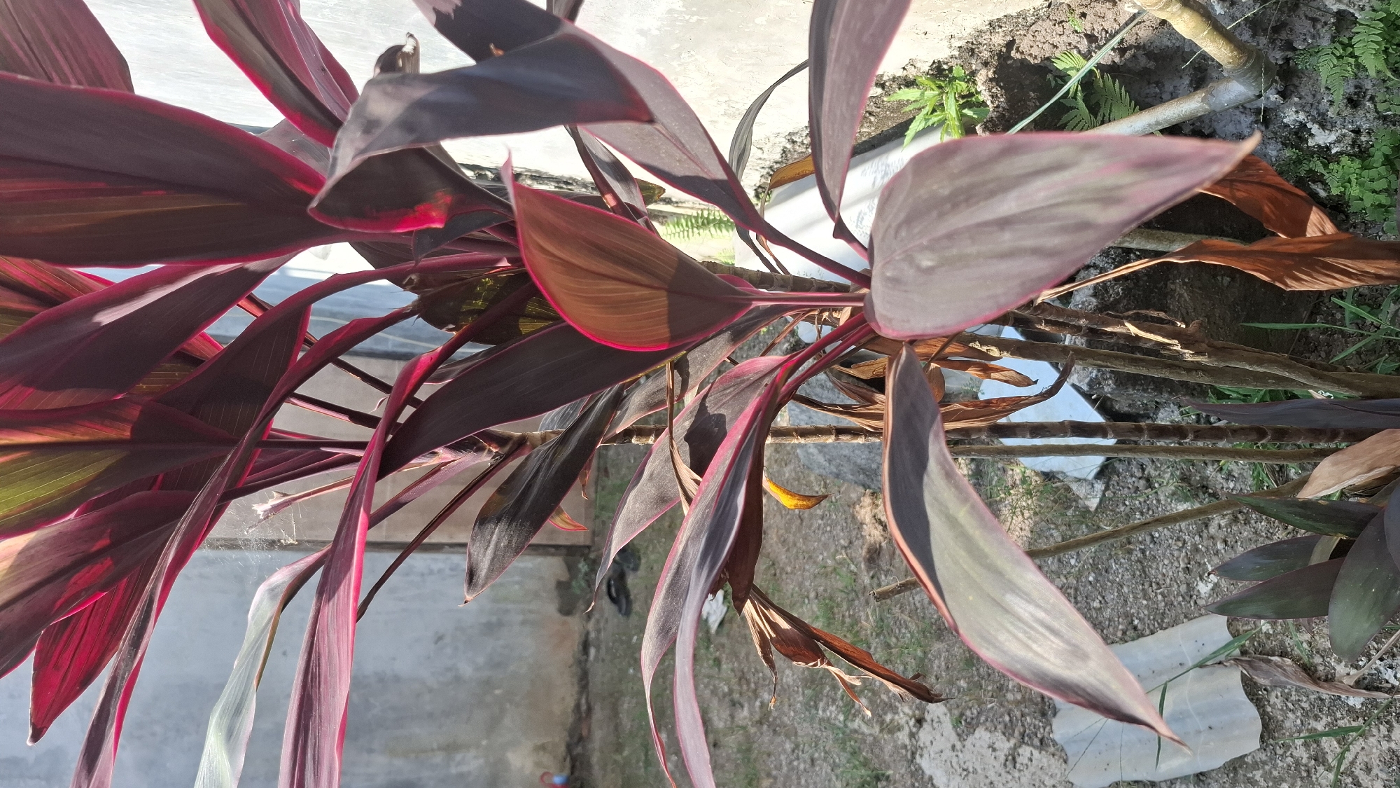 A close-up, eye-level shot captures a deep crimson ti plant with prominent, elongated leaves that exhibit a gradient from deep red to green. The plant is situated outdoors, with a textured gray wall and dry, cracked ground forming the background. Small, dry brown leaves are scattered around the base of the plant, suggesting a dry environment. The sun casts harsh shadows, highlighting the glossy texture of the plant's leaves and the weathered surfaces of the wall and ground. The scene appears to be in a residential area in Ciharashas, Indonesia, given the commonality of such plants and architecture in the region.