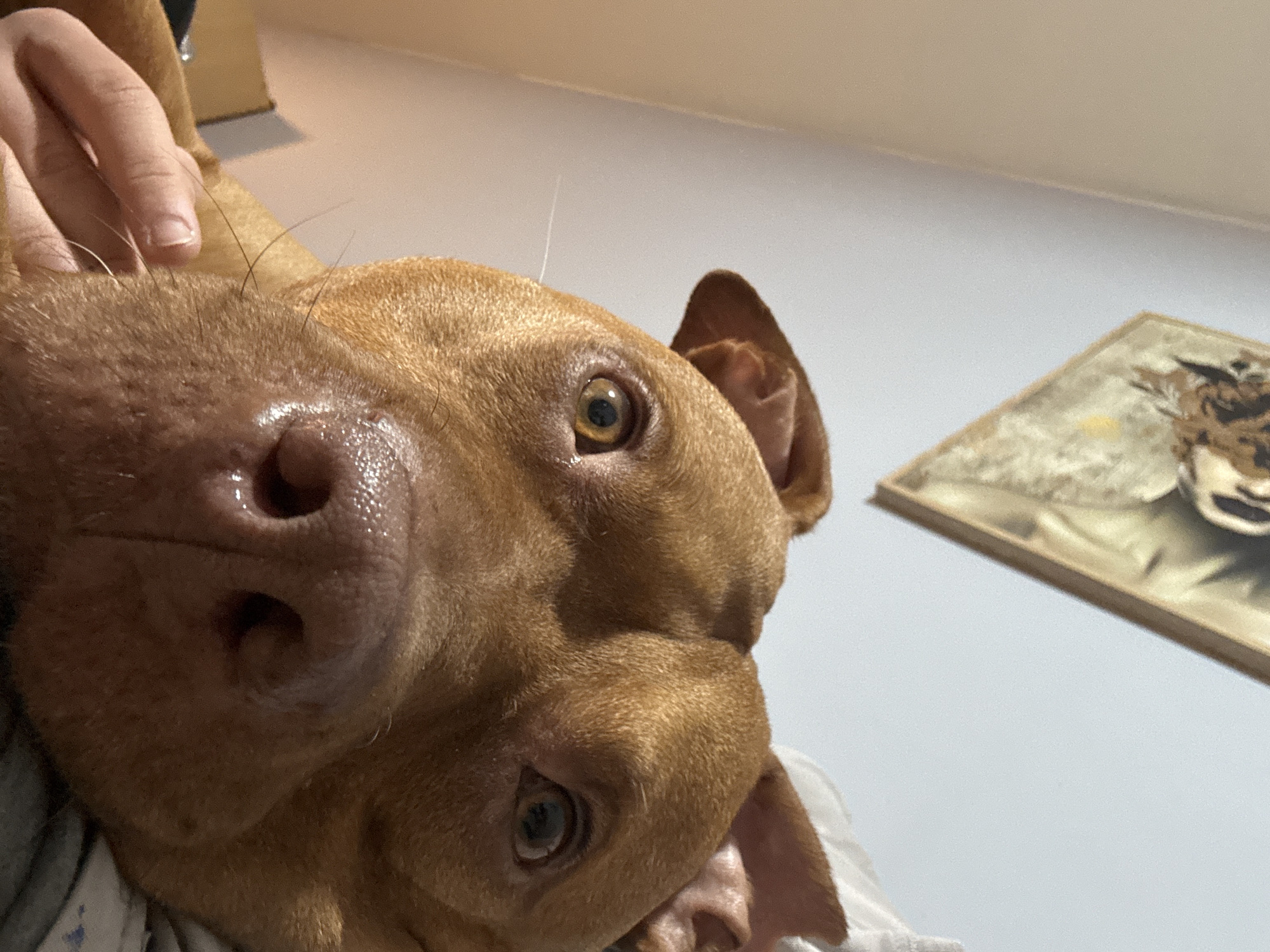A close-up, slightly tilted, low-angle shot focuses on a brown dog's face. The dog's nose is large and wet. The dog's right eye is visible with the pupil dilated. A person's hand is on the dog's head. A framed picture hangs on the wall in the background. The scene seems to be indoors. There is no evidence to place this image in Sofia, Bulgaria.