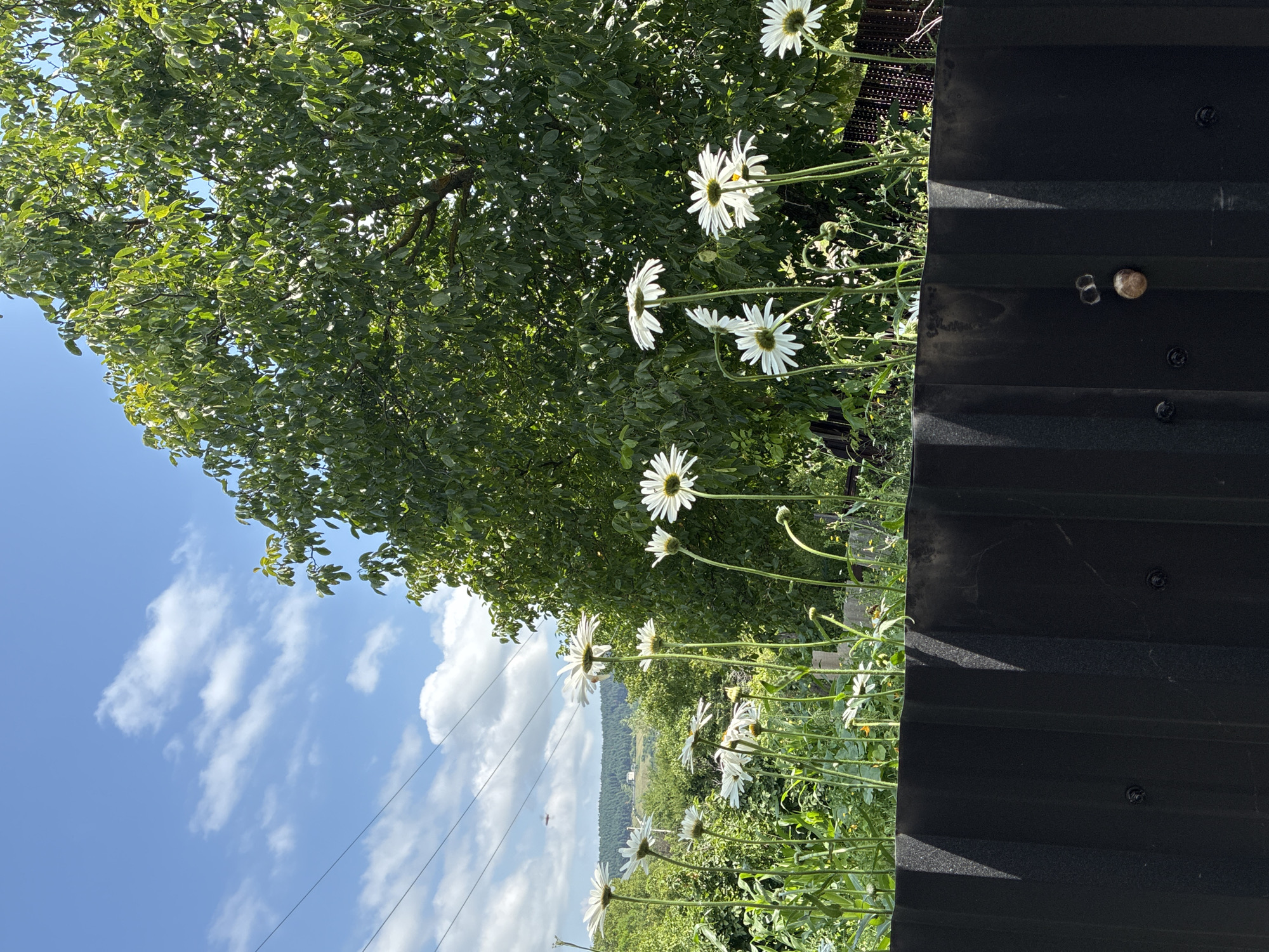 A low-angle, full outdoor shot captures a garden scene in Surami, Georgia, under a bright blue sky with scattered white clouds. In the foreground, a dark, corrugated metal fence runs horizontally across the frame. Above the fence, a cluster of white daisies with yellow centers are in bloom, their thin green stems reaching upwards. Behind the flowers, a dense, green leafy tree occupies the right half of the image. In the background, a rolling landscape with distant hills and a few scattered houses is visible. Power lines stretch across the sky, diagonally from the upper left to the middle of the frame. The image has a natural, outdoor feel, suggesting a warm, sunny day.