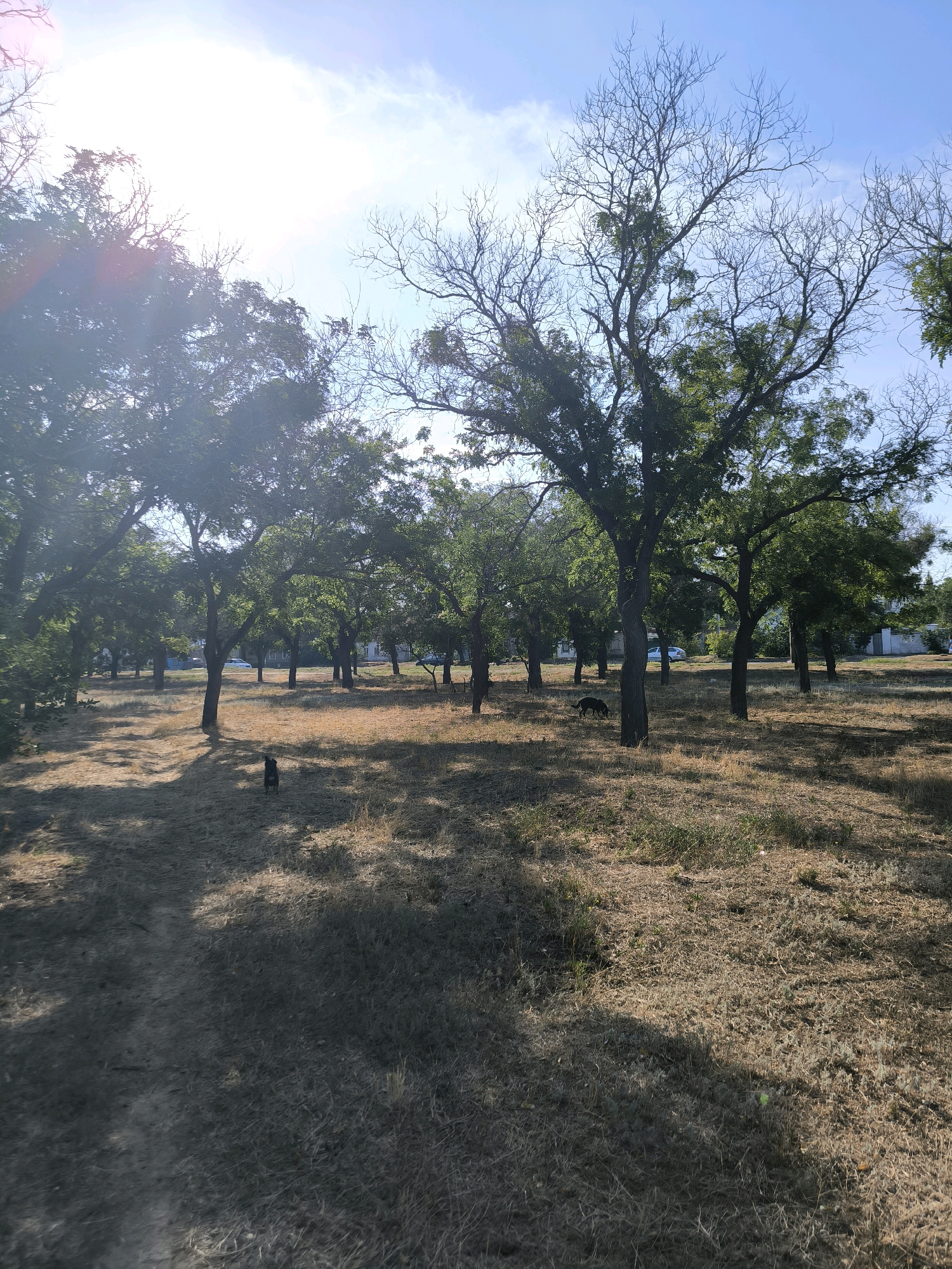The image depicts a park-like area with numerous trees, some with full green foliage and others with bare branches, under a bright, sunny sky with scattered clouds. The ground is covered in dry, yellowed grass and is uneven. A dirt path winds through the scene on the left. In the middle ground, two dark-colored dogs are visible. One dog is standing and looking towards the camera, while the other is partially obscured, possibly grazing or walking. In the background, several buildings and a light-colored vehicle are faintly visible between the trees. This scene is indicative of a park or a wooded area within a city.