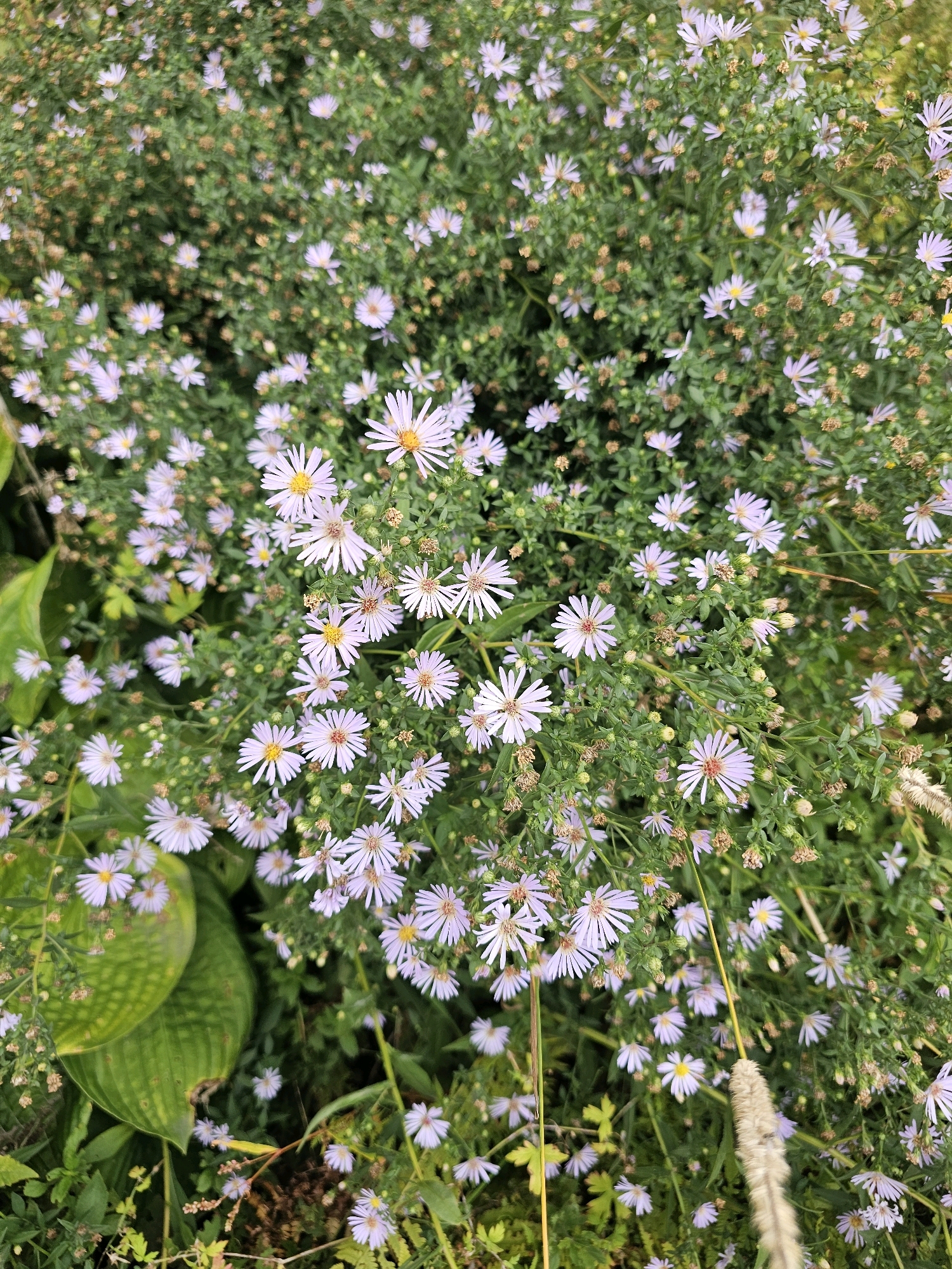 A dense, outdoor planting of pale purple asters with yellow centers fills the frame, interspersed with green foliage and some dried brown seed heads. A large, textured green leaf, possibly from a hosta plant, is visible in the lower left quadrant. The scene is naturalistic, suggesting a garden or wild area. No people are present, and no specific Moscow landmarks are identifiable. The lighting is overcast, creating a soft, diffused light.