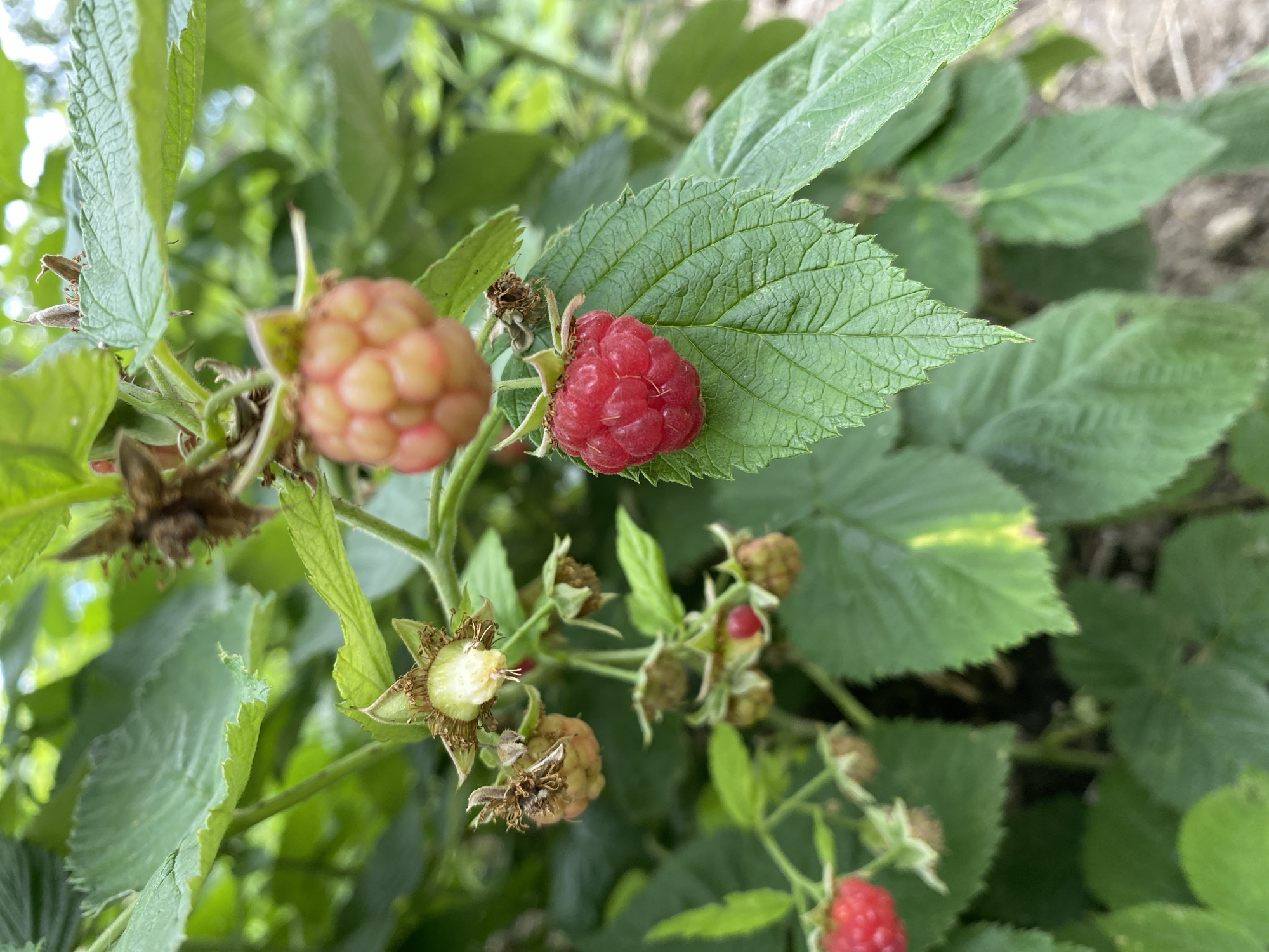 This is a close-up, eye-level, vertical shot of a raspberry bush with several berries in varying stages of ripeness. The primary focus is on a ripe, red raspberry in the center of the frame, resting on a textured green leaf. To its upper left, a cluster of unripe, pale pink raspberries is visible, also surrounded by leaves and thorny branches. Further down and to the left, another red raspberry is partially visible. The background is a blur of green leaves and some dry earth, suggesting an outdoor, natural setting. The lighting is natural and diffused. The image was captured in the Zybynske rural settlement of Ukraine.