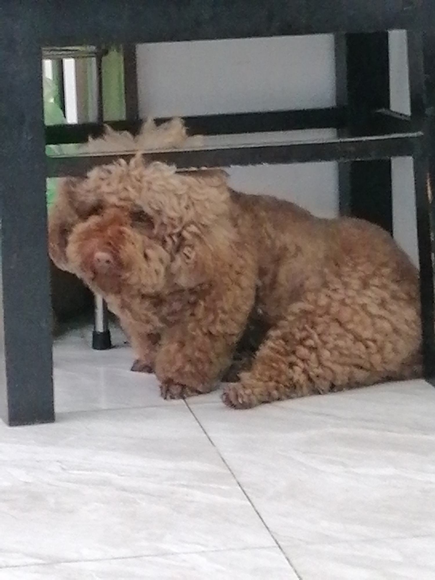 This is a photograph of a small, curly-haired, brown dog lying down on a tiled floor, partially obscured by a dark metal table. The dog appears to be a poodle or a similar breed. Its fur is a warm brown color and has a fluffy, somewhat disheveled texture. The dog is positioned on its side, with its head resting on its paws. Its eyes are not clearly visible, but its overall posture suggests it is relaxed or possibly sleeping.
The setting is indoors, with a white tiled floor that has visible grout lines. Behind the dog, a black metal table with thin legs and shelves is present. The legs of the table are also visible on the left and right sides of the image. Through the open space under the table, a glimpse of vertical white and green elements can be seen, possibly part of a window blind or a decorative element.
The lighting appears to be natural, suggesting daytime. The mood of the image is calm and domestic. There is no visible text in the image. The location context of Da Lat, Vietnam does not provide specific visual cues within the photograph itself.