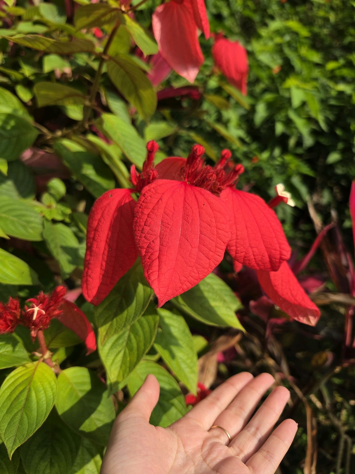 A close-up shot focuses on vibrant red flowers with lush green foliage in the background. A person's hand, with a gold ring on the ring finger, is gently extended towards the flowers, with the palm open and fingers slightly curved. The scene appears to be outdoors, possibly in a garden or park, with natural sunlight illuminating the subjects. The location is identified as George Town, Malaysia.