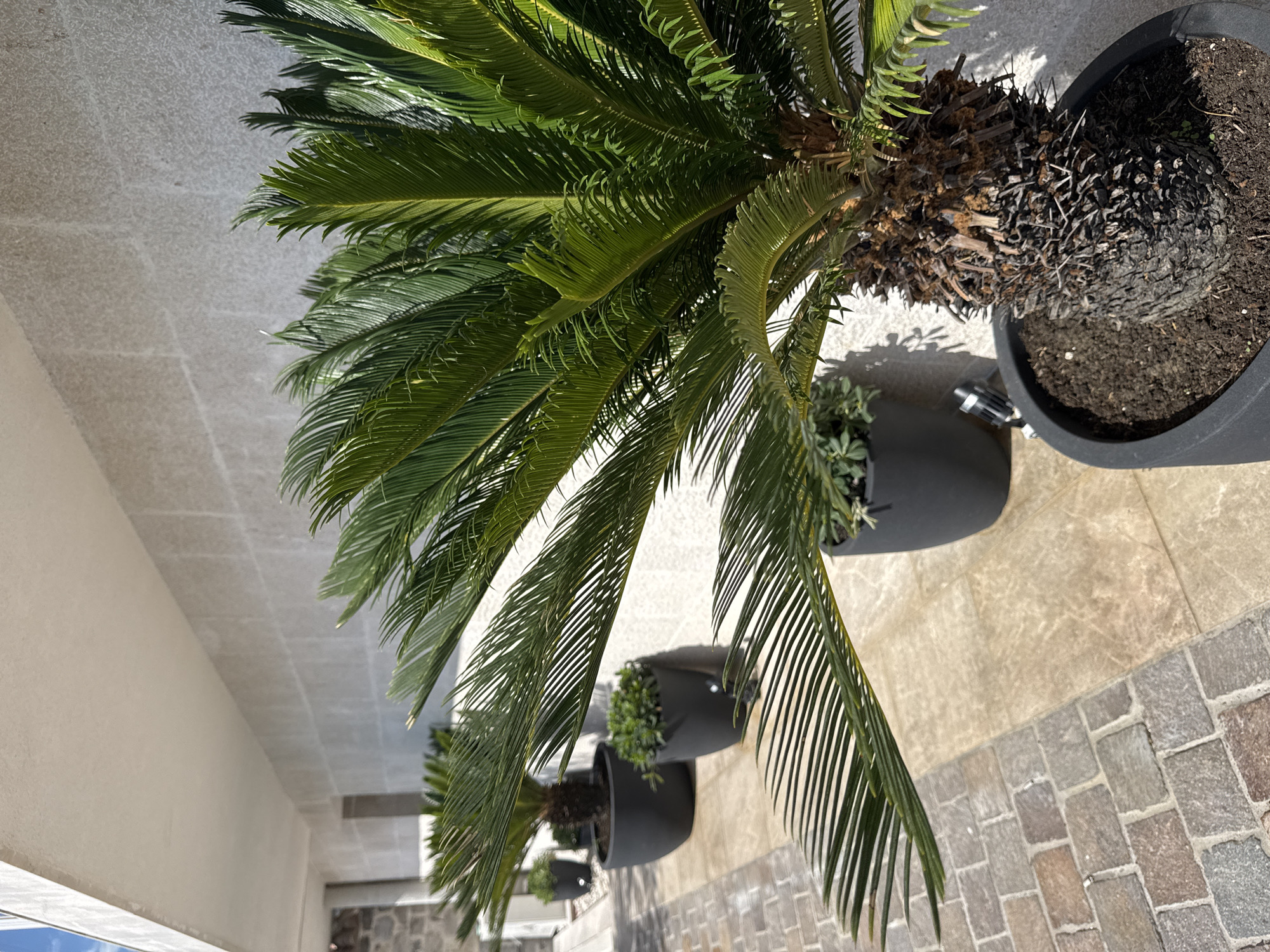 The image shows a close-up of a potted palm plant on a paved walkway in front of a building. The plant is in the foreground, with its fronds extending towards the viewer. The building has a modern facade made of light-colored stone tiles. The walkway is a mix of cobblestones and larger stone pavers. The lighting suggests it is daytime, with sunlight casting shadows. There are other potted plants and a light fixture visible further down the walkway. The scene appears to be an outdoor urban or suburban setting.