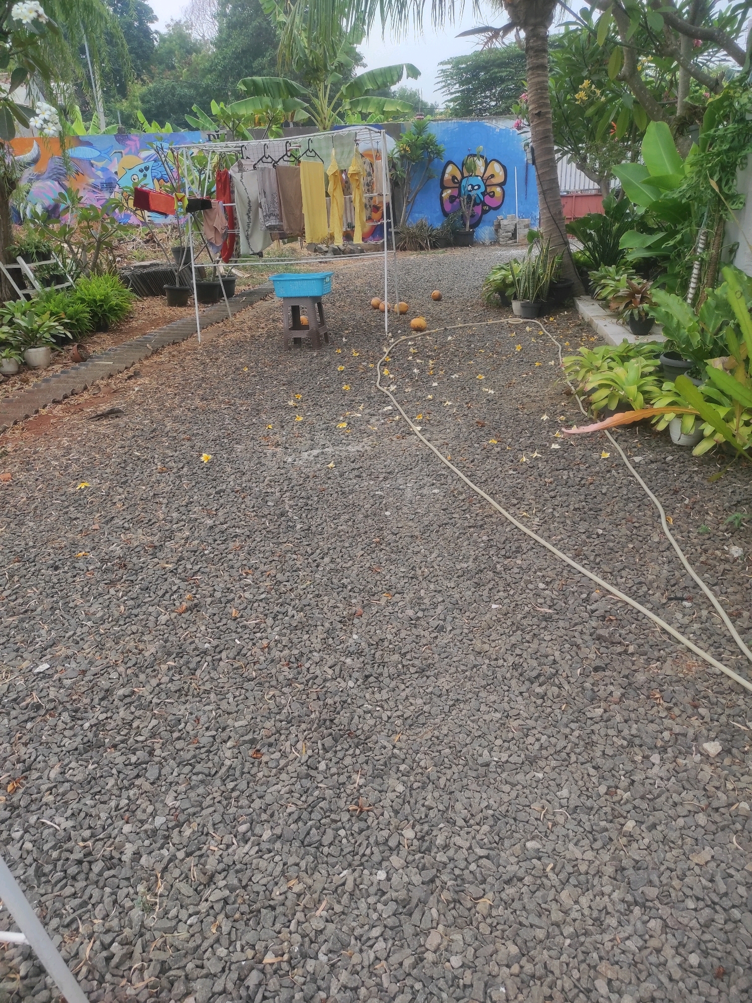 A scene in Depok, Indonesia, depicts a yard with a gravel ground covered in scattered leaves and yellow flower petals. In the mid-ground, a white metal drying rack holds a variety of clothes. To the left of the rack, a bright blue plastic basin sits on a wooden stool. A colorful mural adorns a blue wall in the background, featuring abstract designs and cartoonish elements, including a large butterfly-like figure. Lush green plants and trees surround the yard, with a tall palm tree prominently positioned near the center. A light-colored hose snakes across the gravel in the foreground. Several coconuts are scattered on the ground. The overall impression is an outdoor space that combines functional elements like laundry drying with decorative murals and natural greenery.